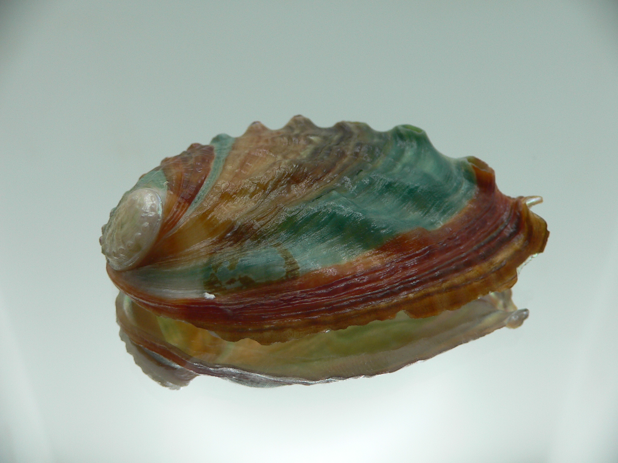 Haliotis discus hannai BRIGHT & COLORFUL