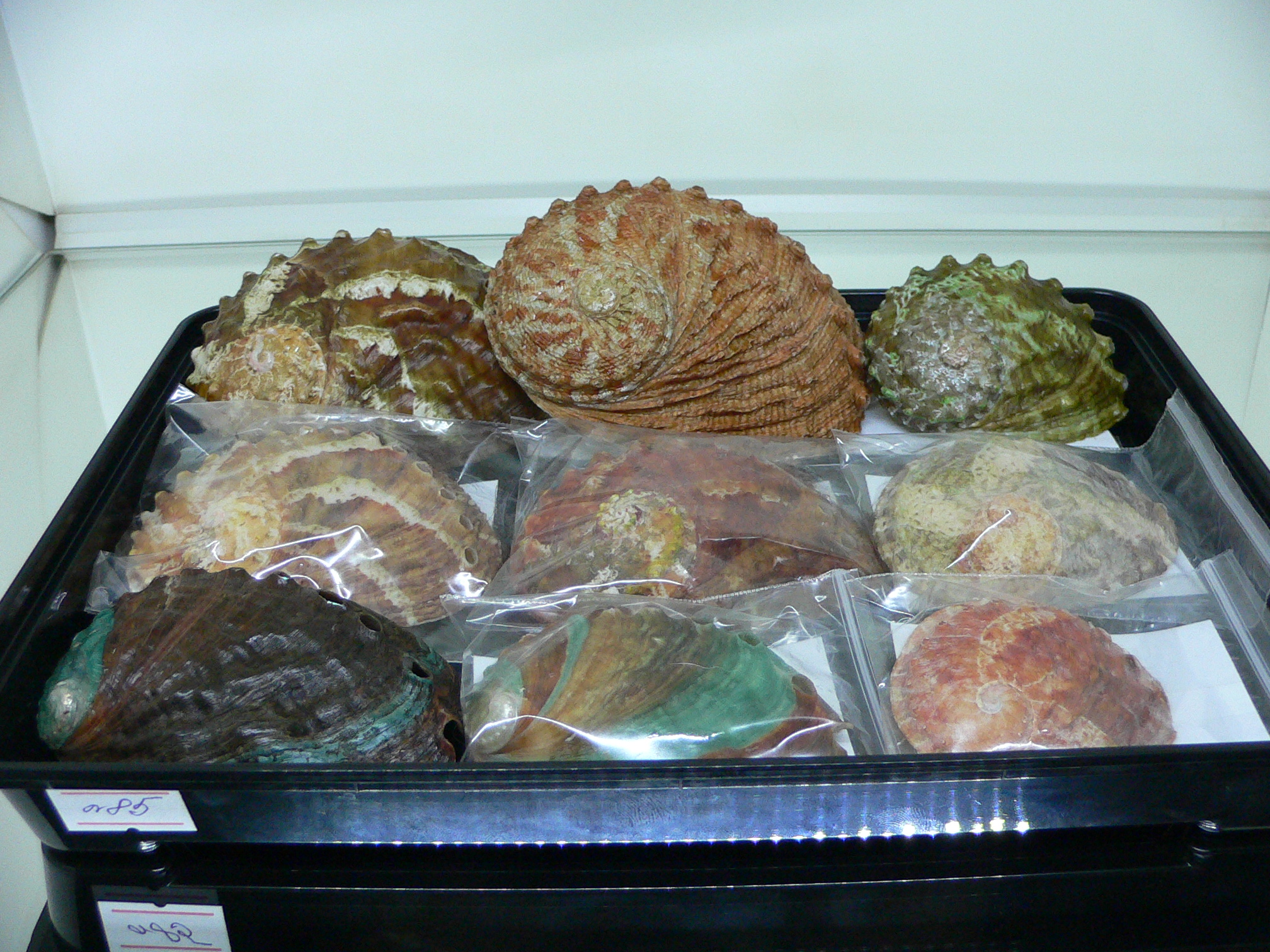 Haliotis discus hannai BRIGHT & COLORFUL