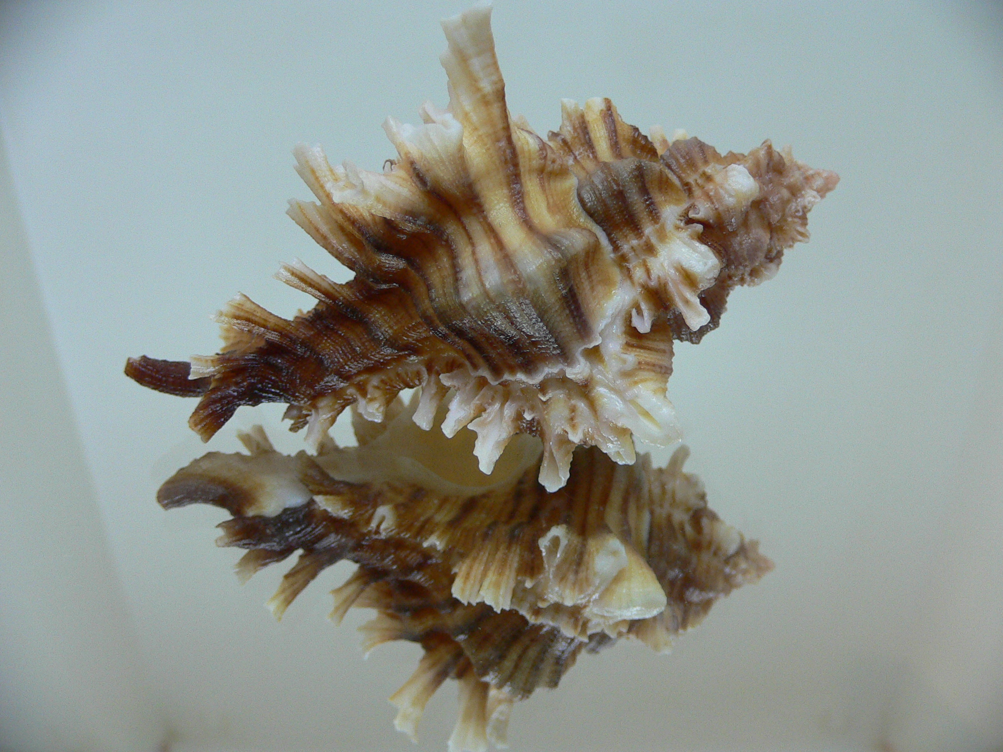 Chicoreus insularum LONG BRANCHES