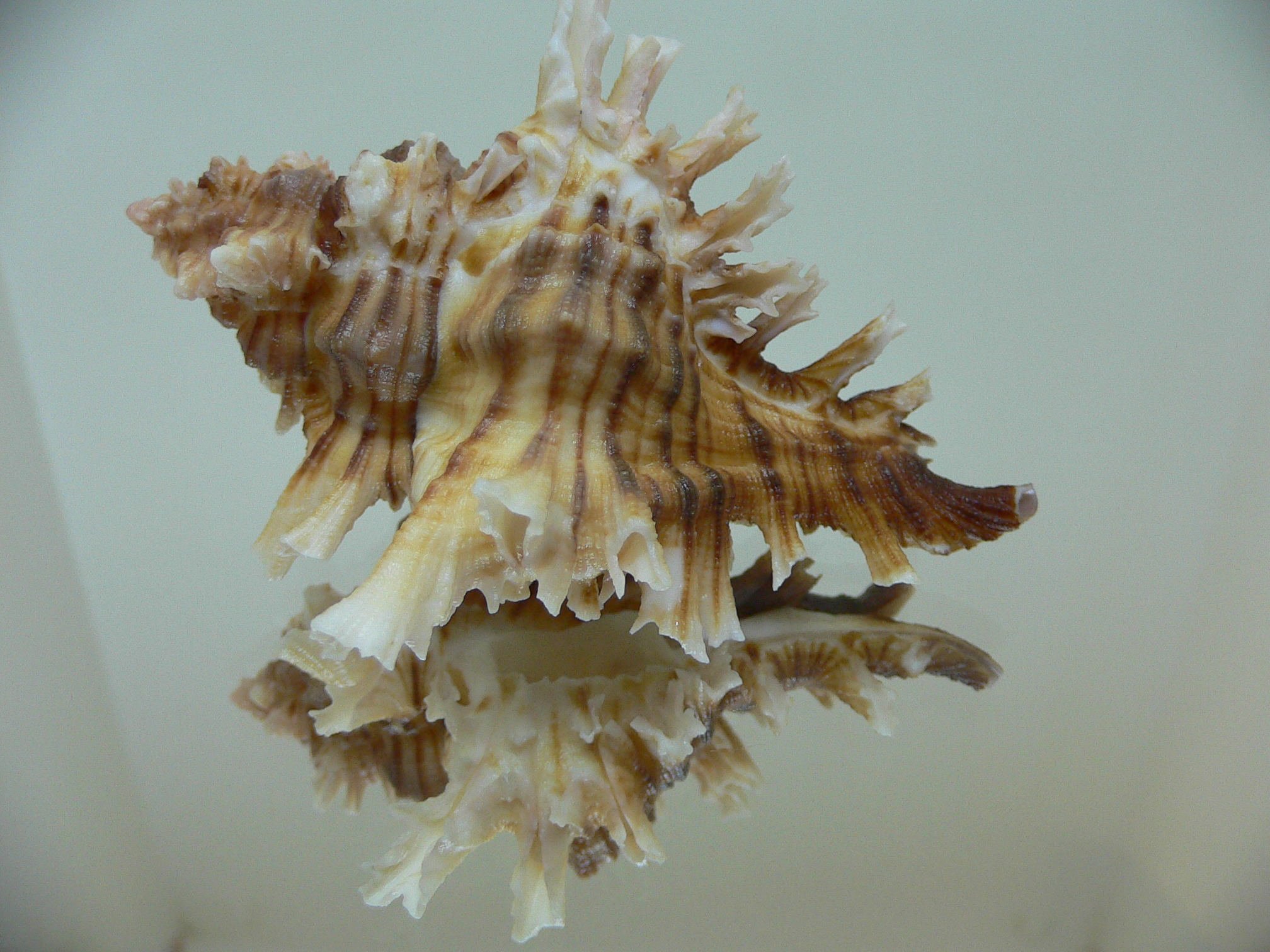 Chicoreus insularum LONG BRANCHES