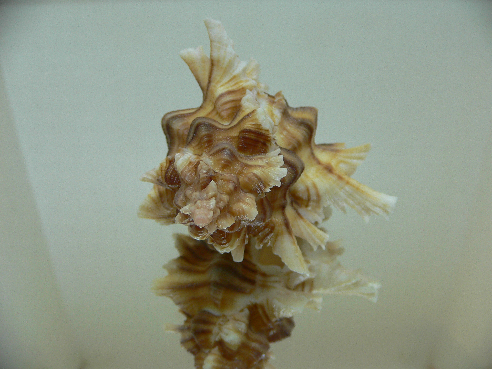 Chicoreus insularum LONG BRANCHES