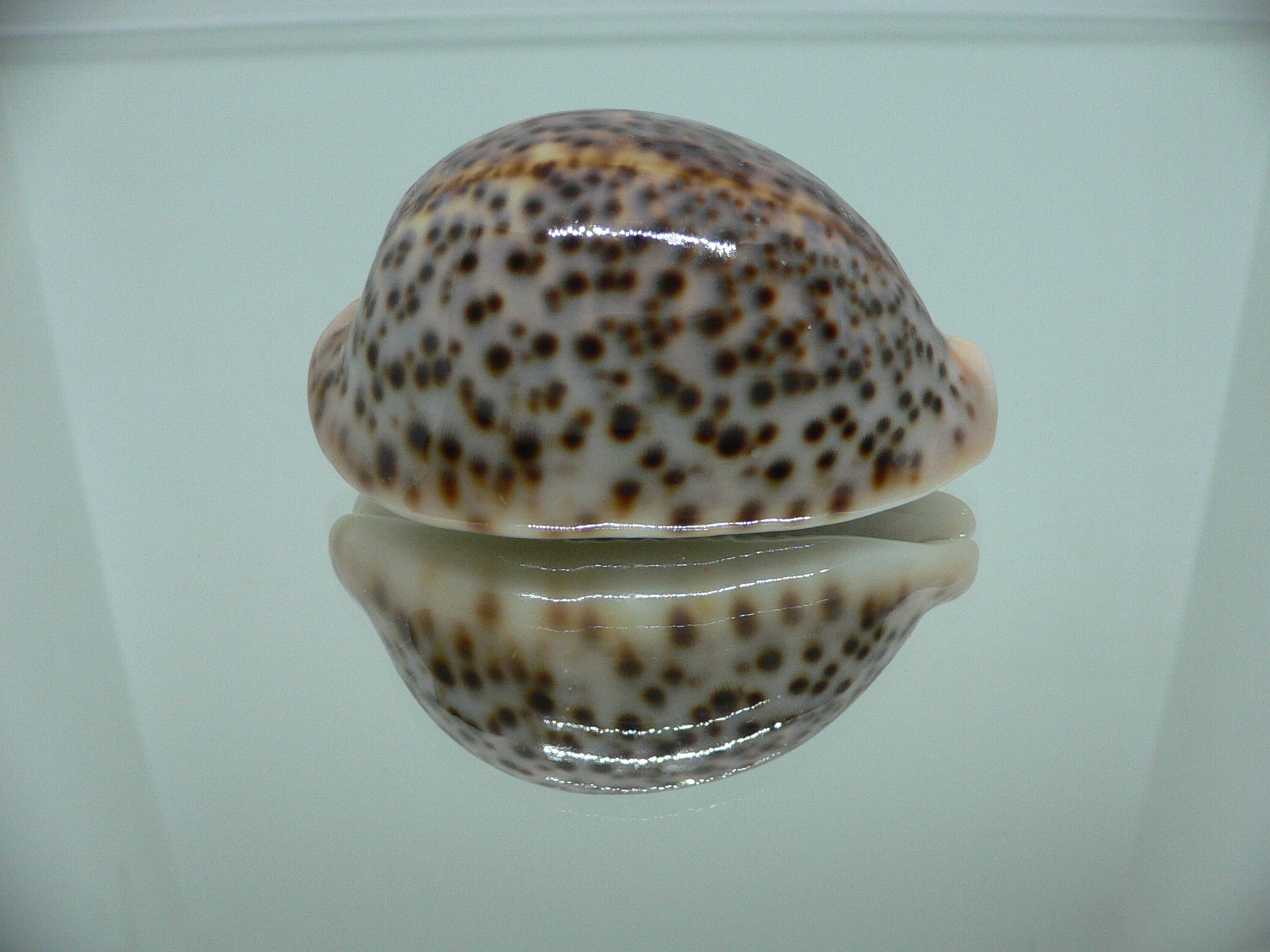 Cypraea pantherina cf. f. syringa UNUSUAL FORM