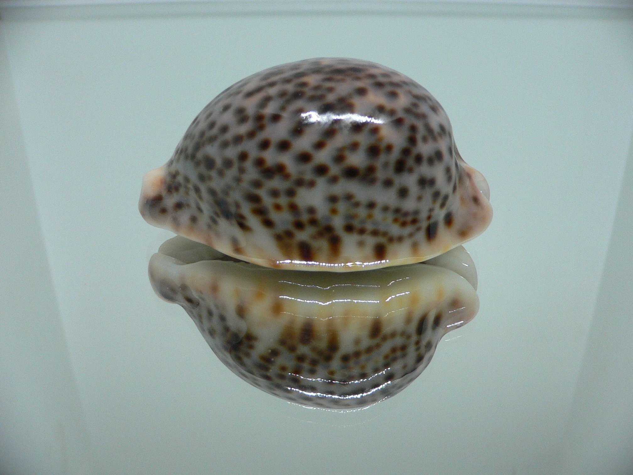 Cypraea pantherina cf. f. syringa UNUSUAL FORM