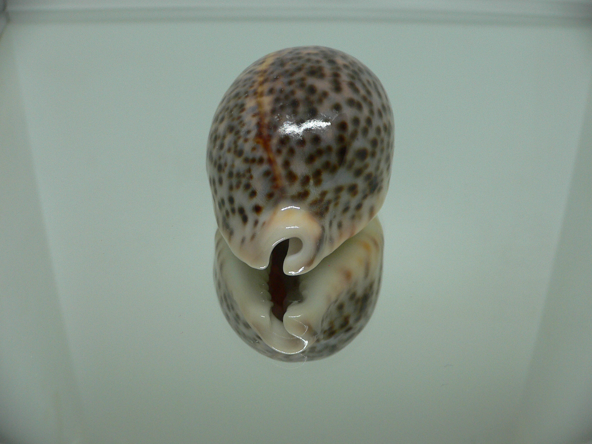 Cypraea pantherina cf. f. syringa UNUSUAL FORM