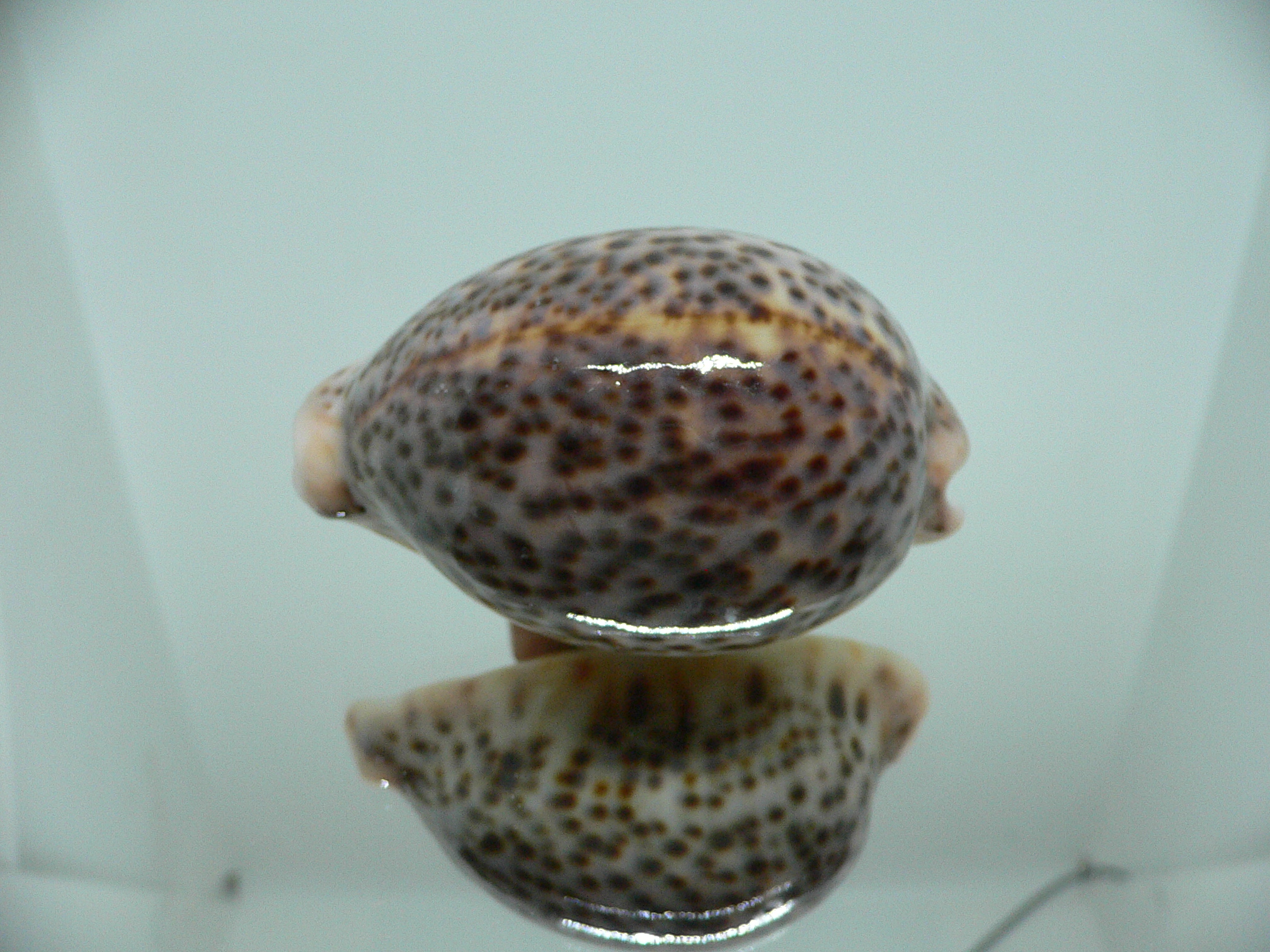 Cypraea pantherina cf. f. syringa UNUSUAL FORM