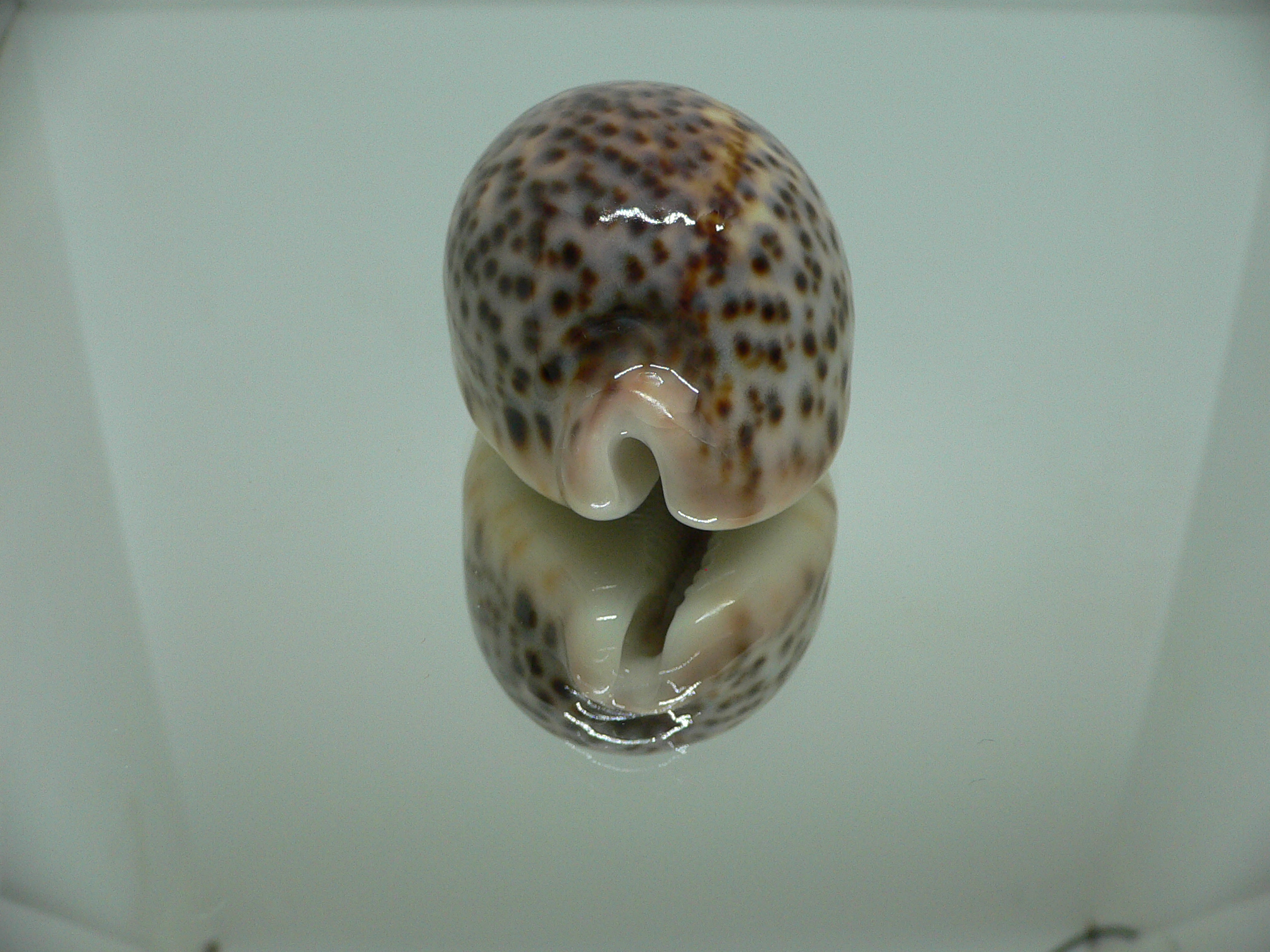 Cypraea pantherina cf. f. syringa UNUSUAL FORM