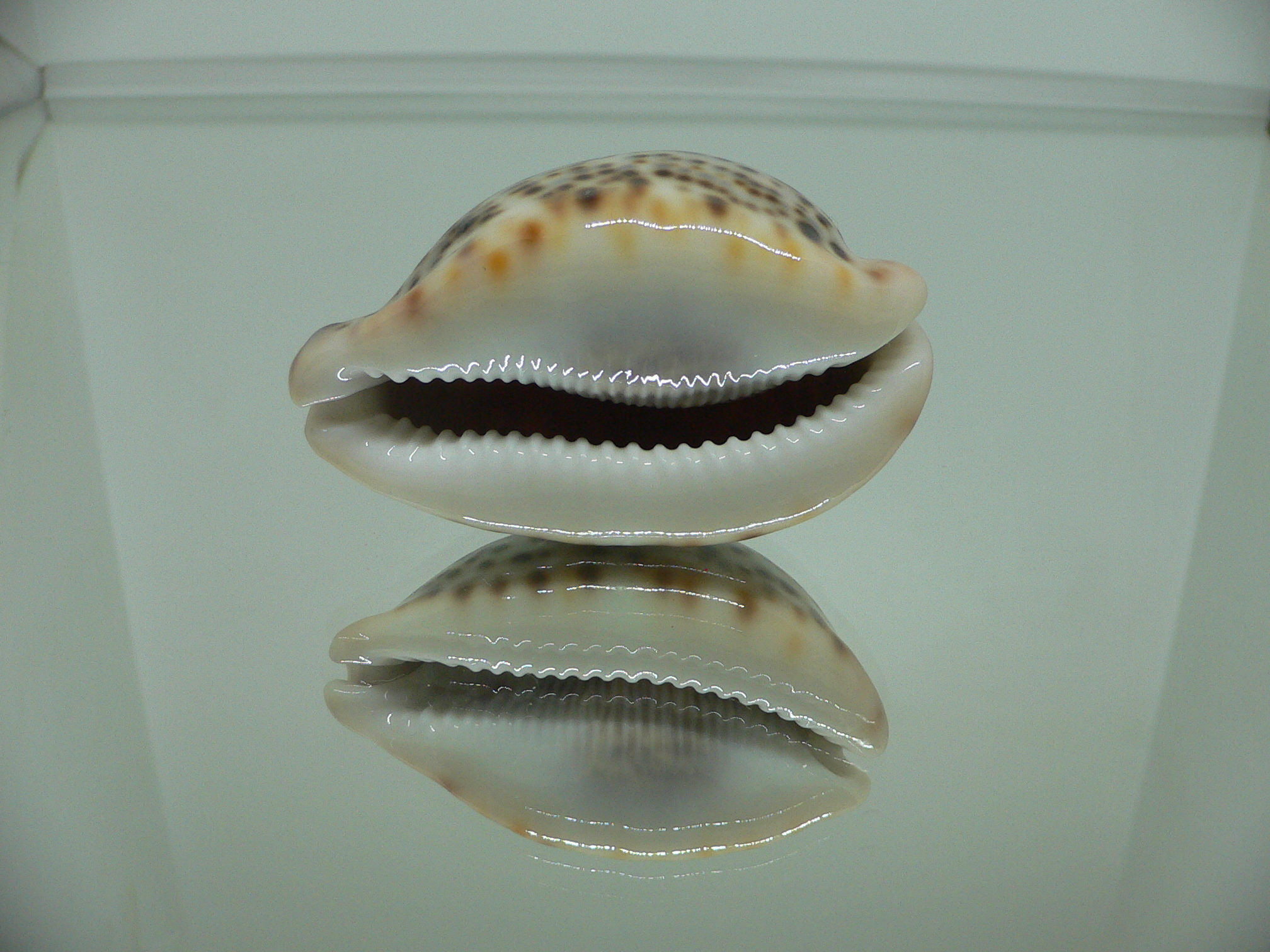 Cypraea pantherina cf. f. syringa UNUSUAL FORM