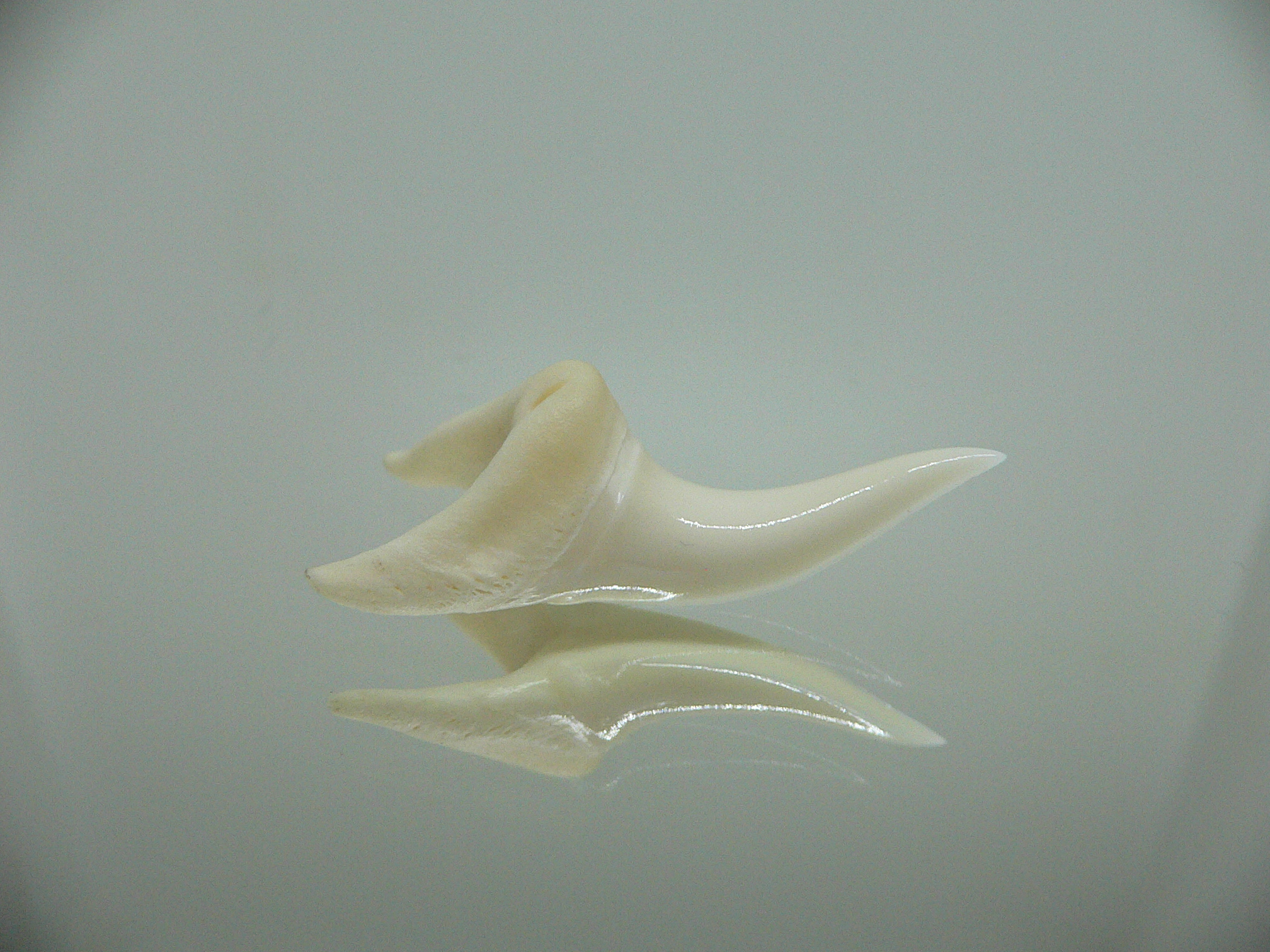 Isurus oxyrinchus - Зуб акулы МАКО 6