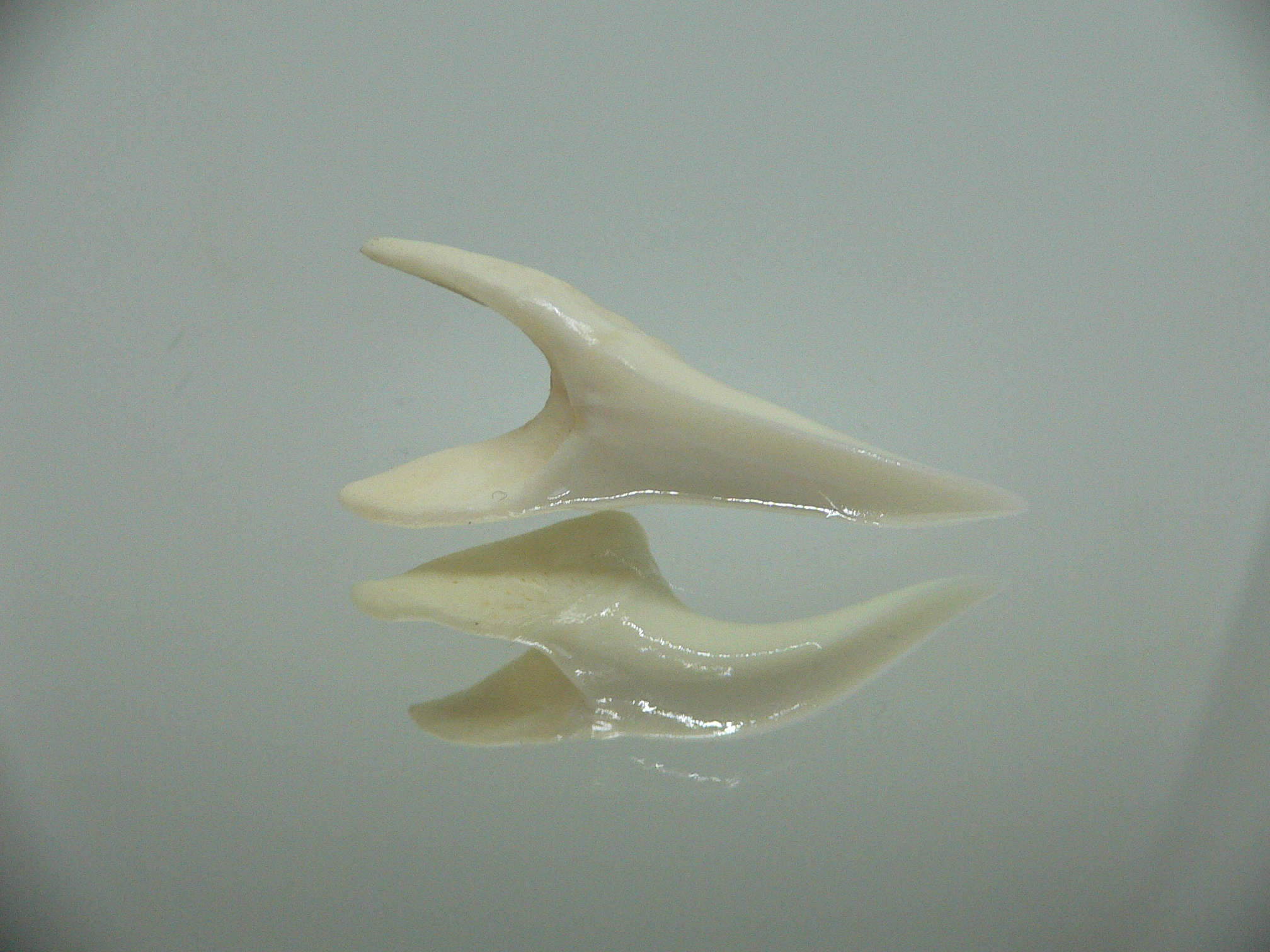 Isurus oxyrinchus - Зуб акулы МАКО 6