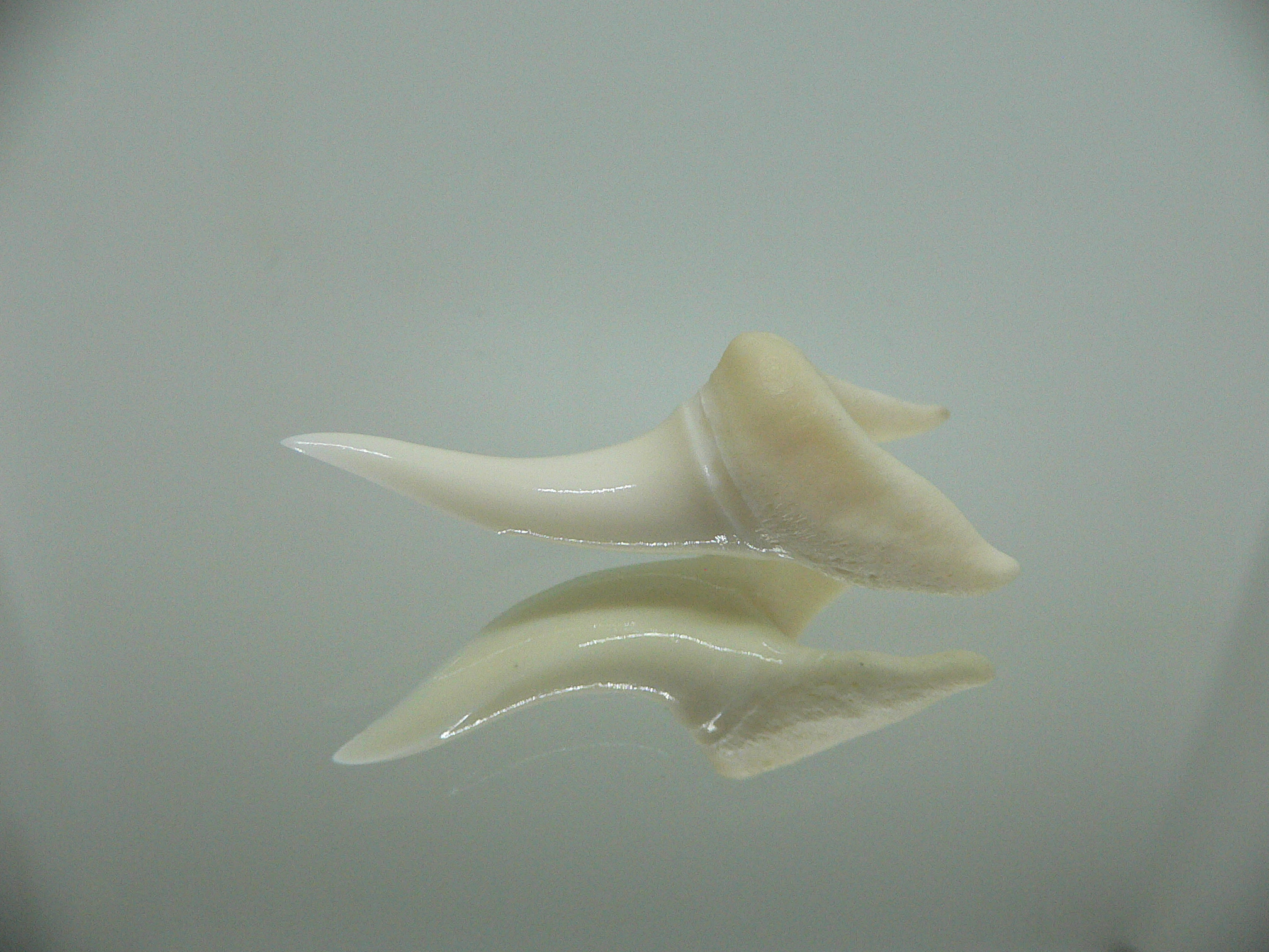 Isurus oxyrinchus - Зуб акулы МАКО 6