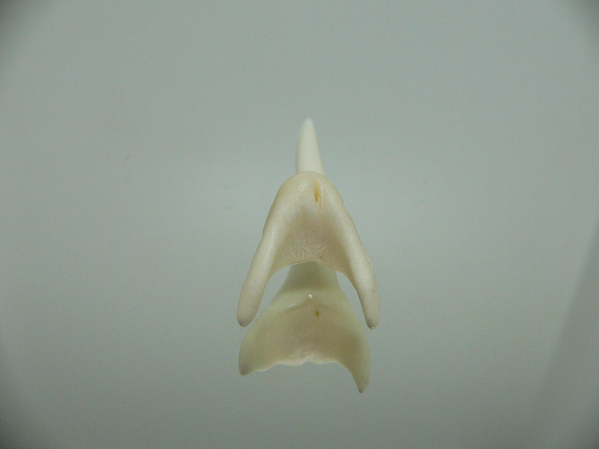 Isurus oxyrinchus - Зуб акулы МАКО 6