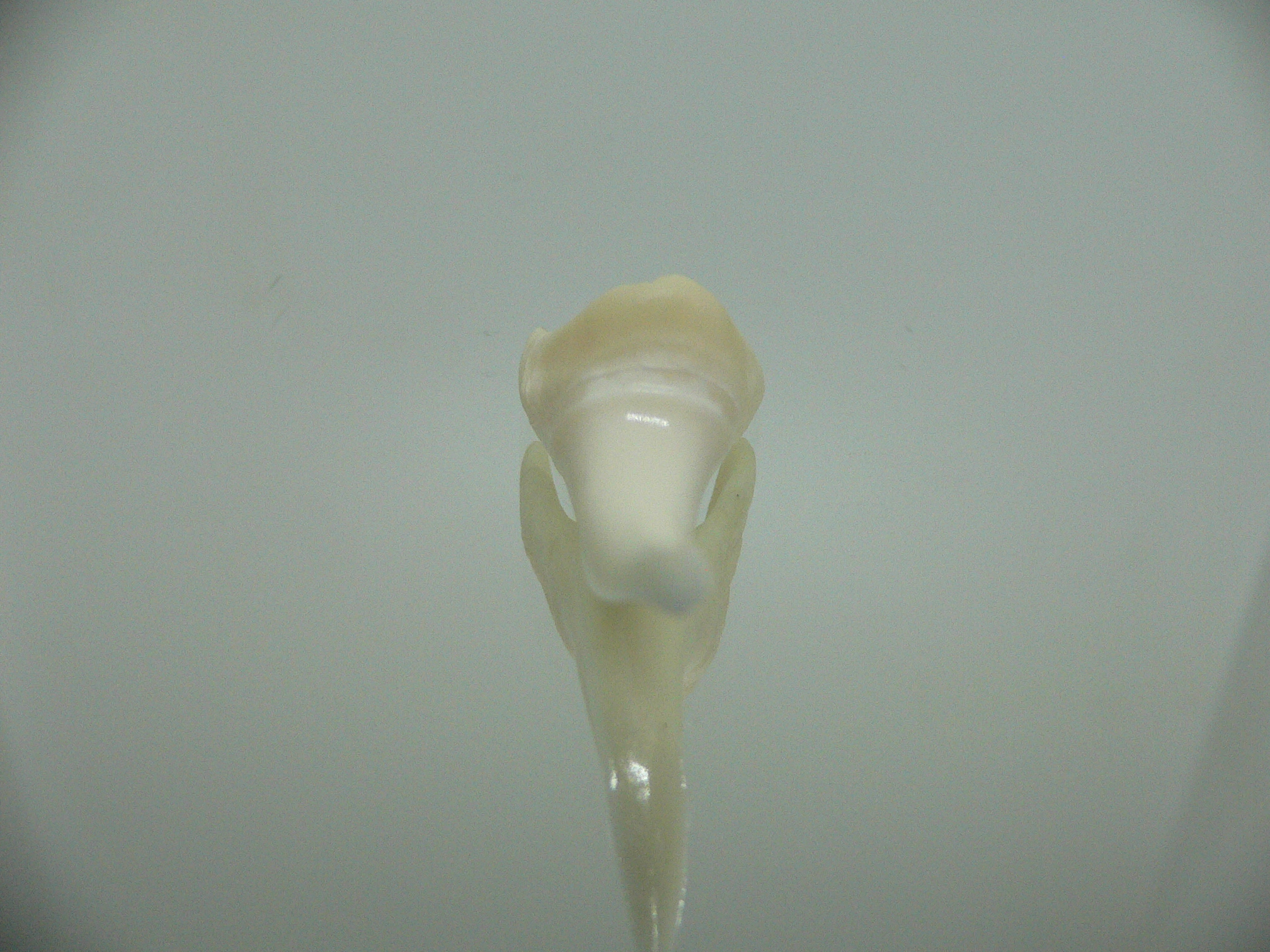 Isurus oxyrinchus - Зуб акулы МАКО 6