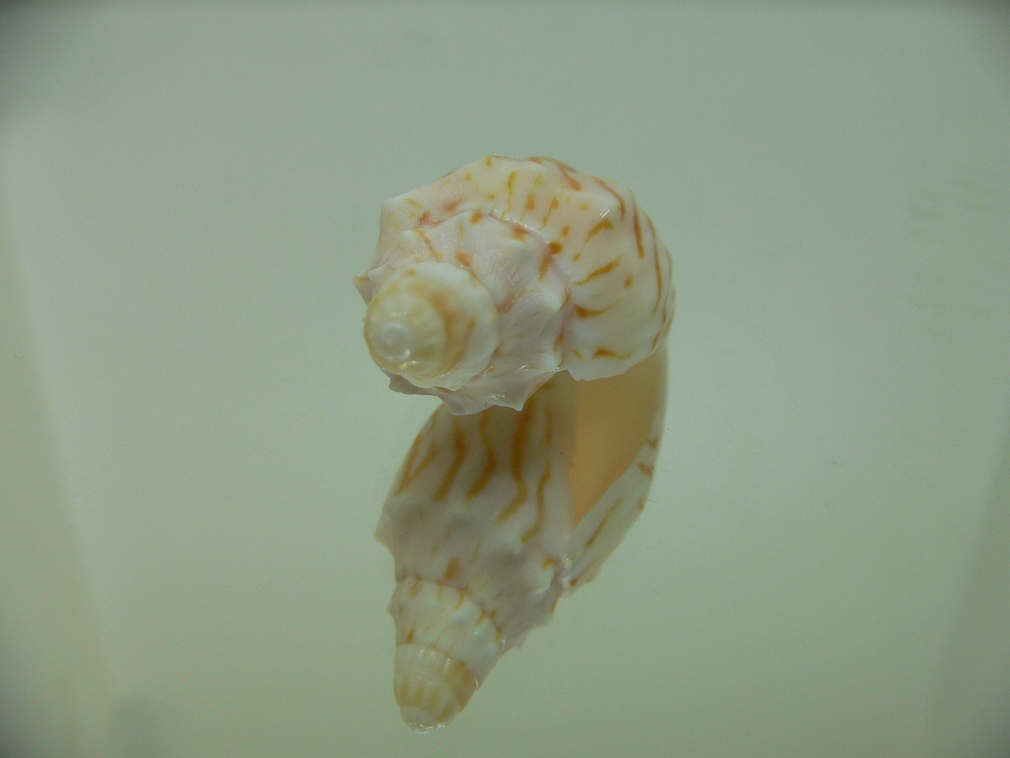 Cymbiola perplicata DARK