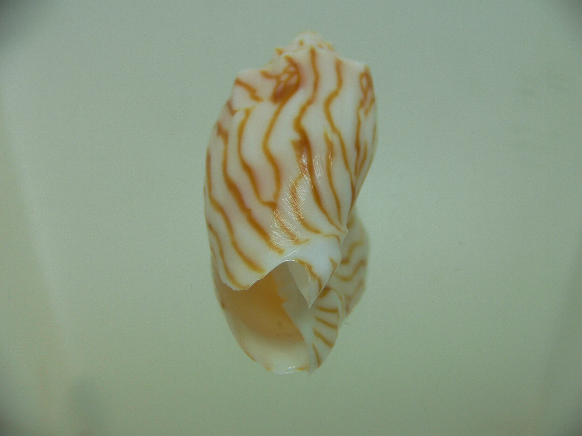 Cymbiola perplicata DARK