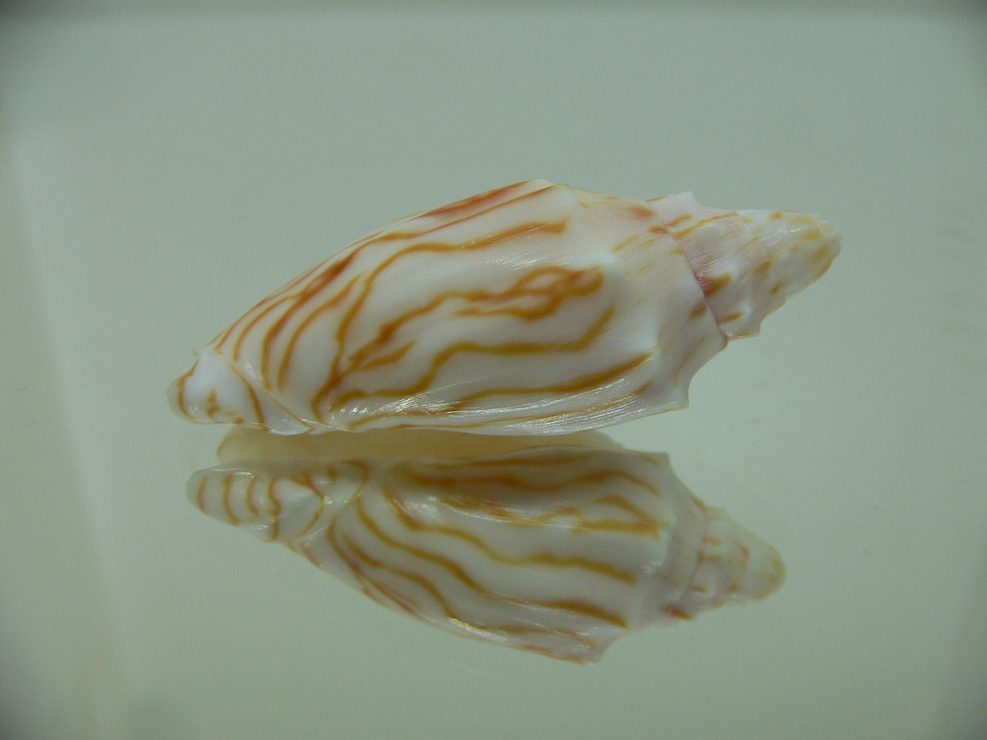 Cymbiola perplicata DARK