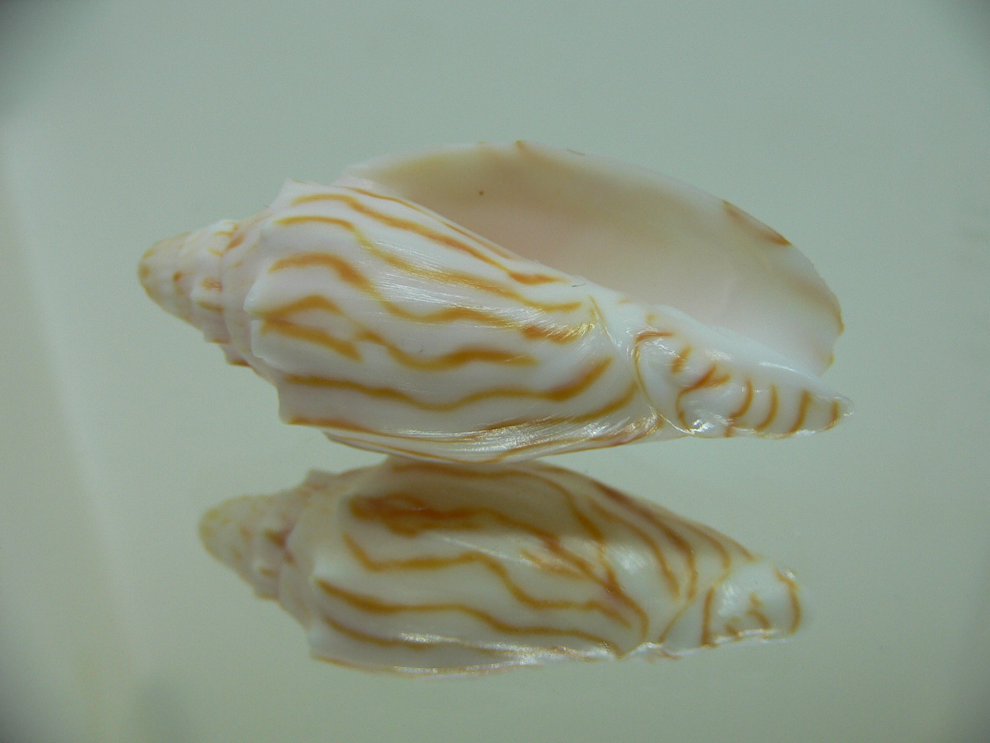 Cymbiola perplicata DARK