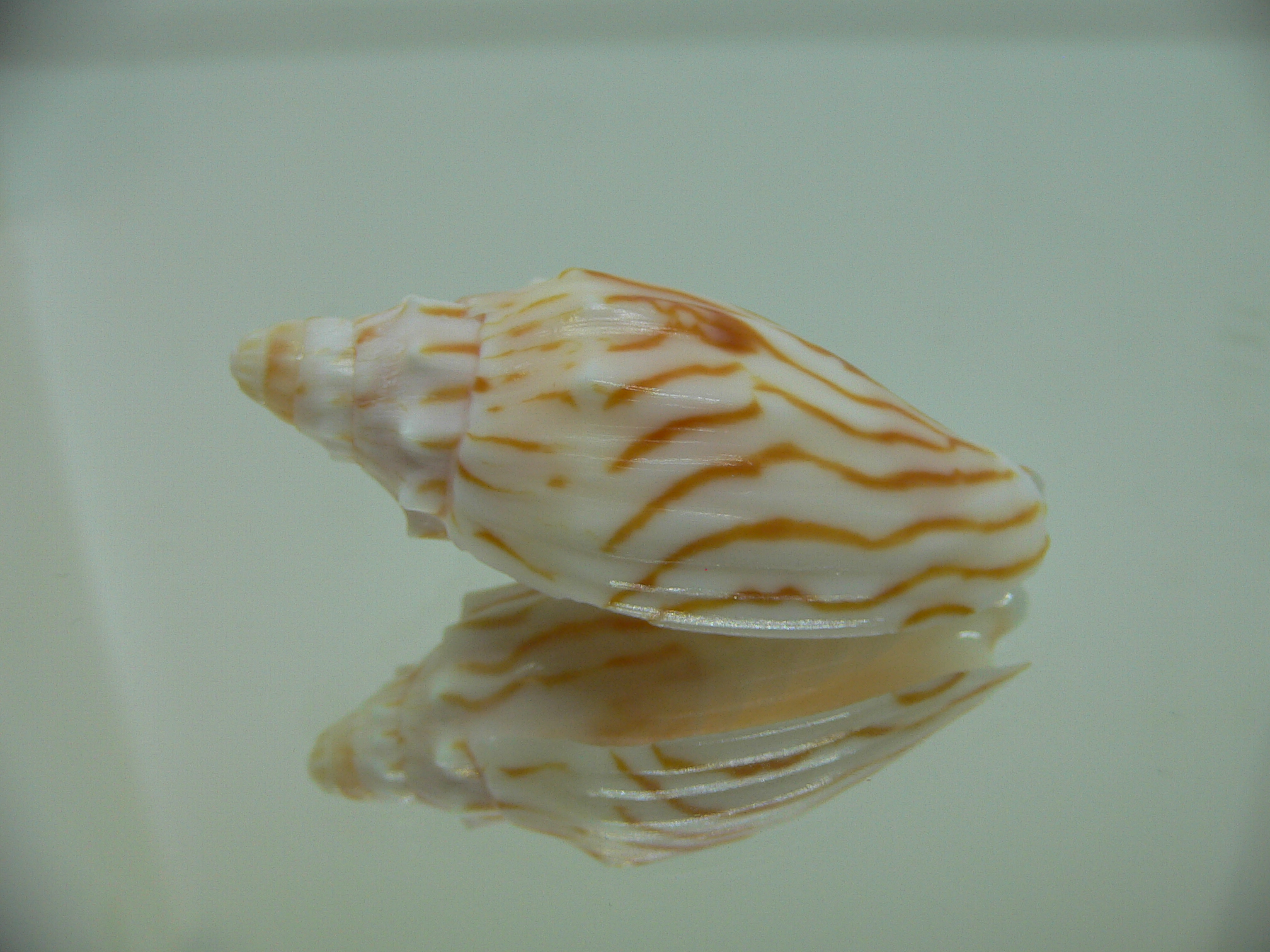 Cymbiola perplicata DARK