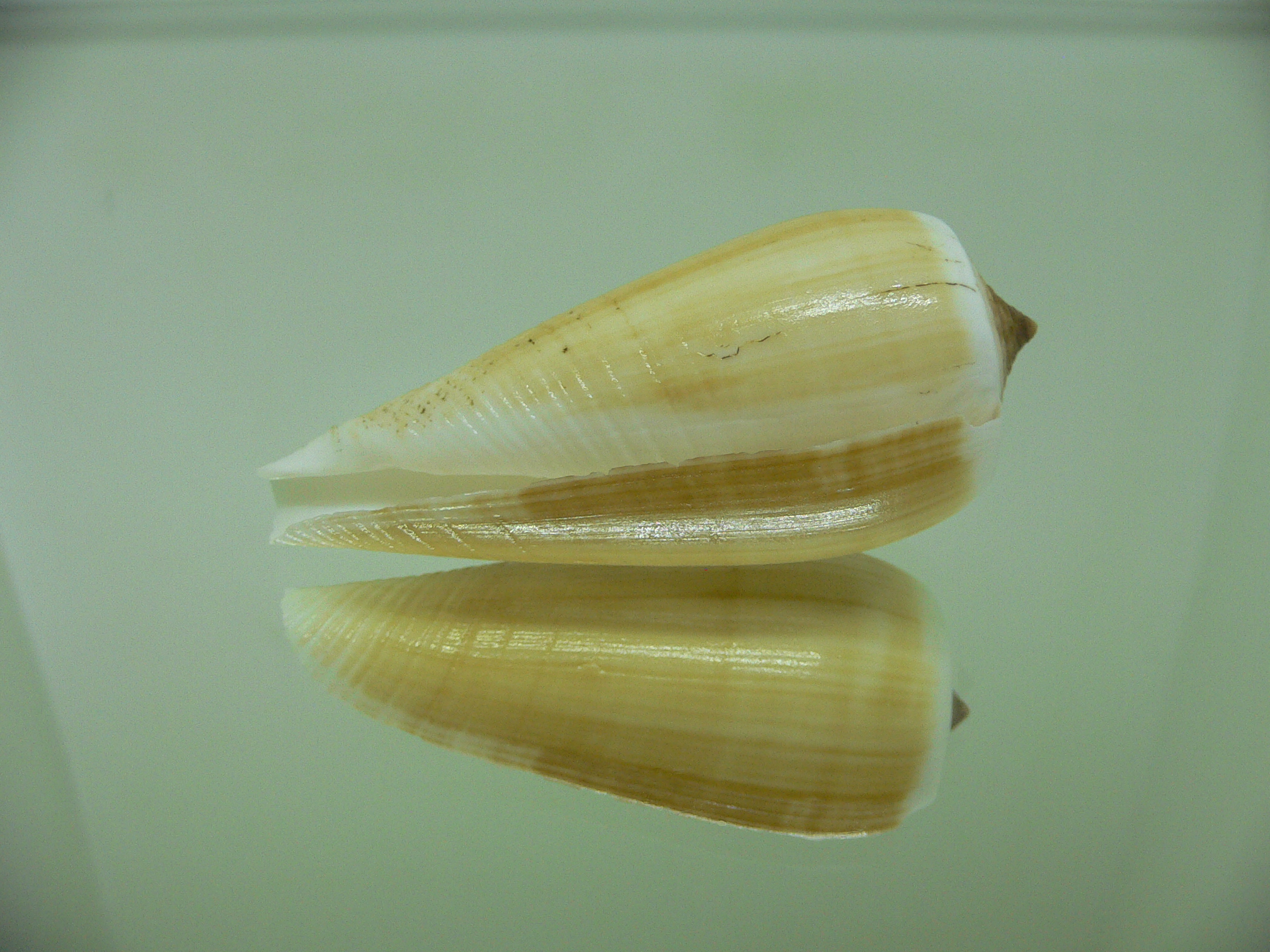 Conus radiatus