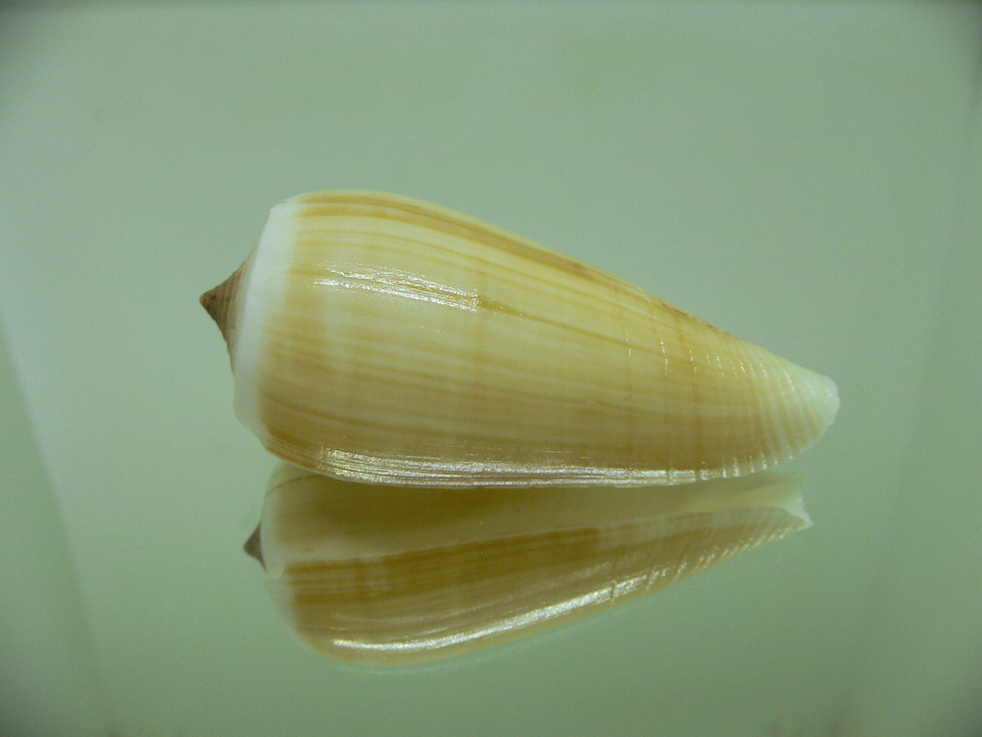 Conus radiatus