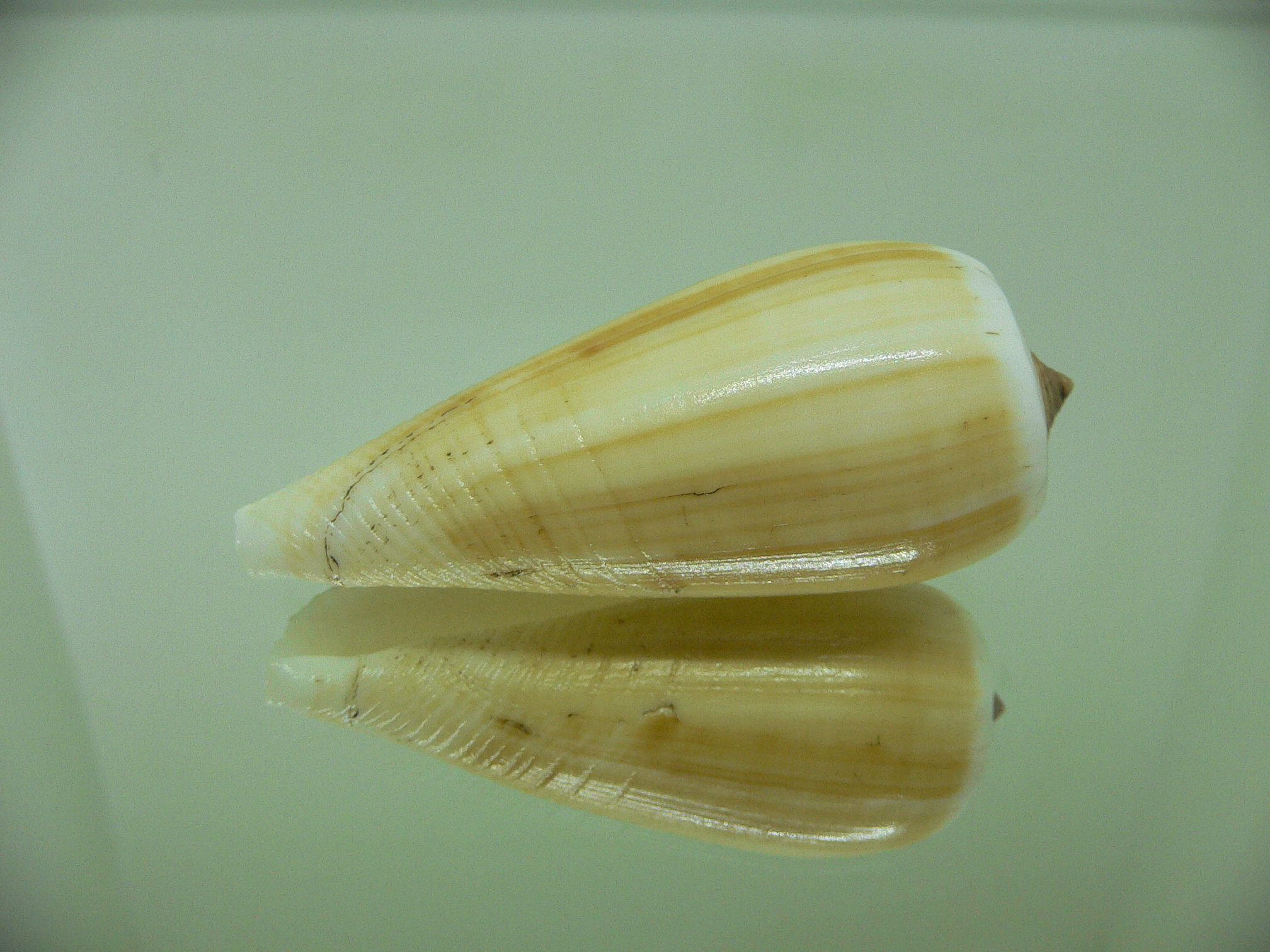 Conus radiatus