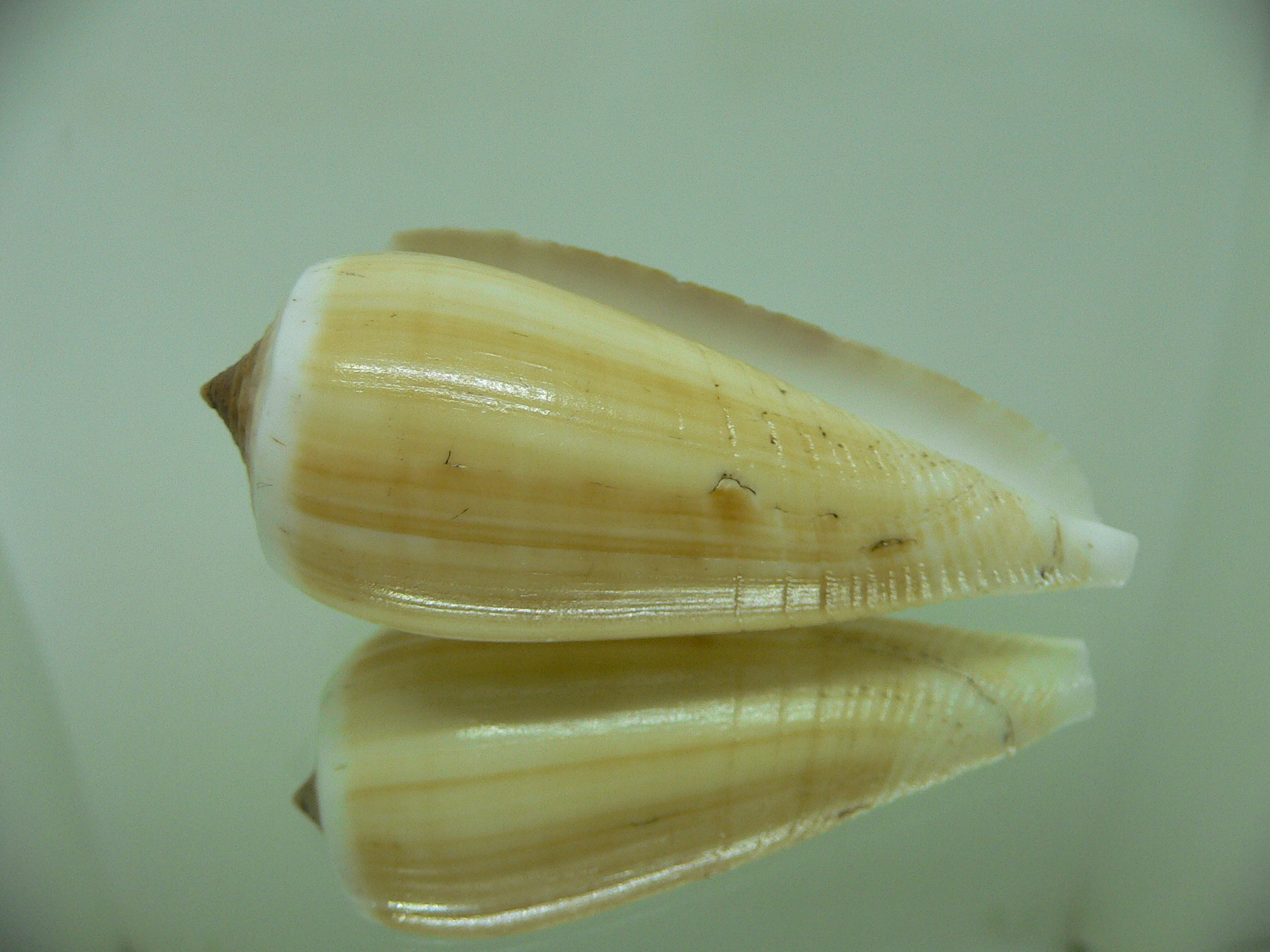 Conus radiatus