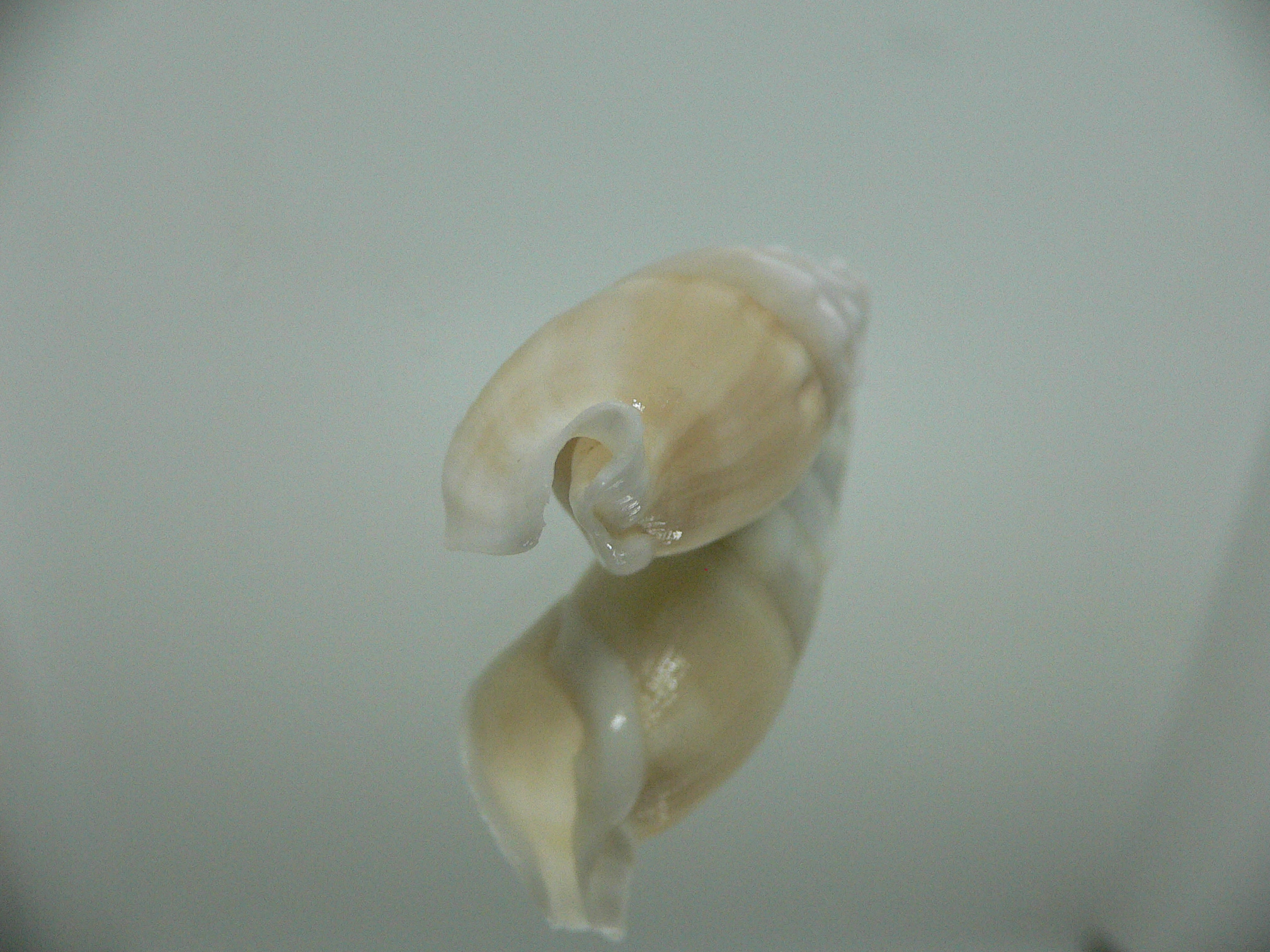 Rhinoclavis vertagus 1