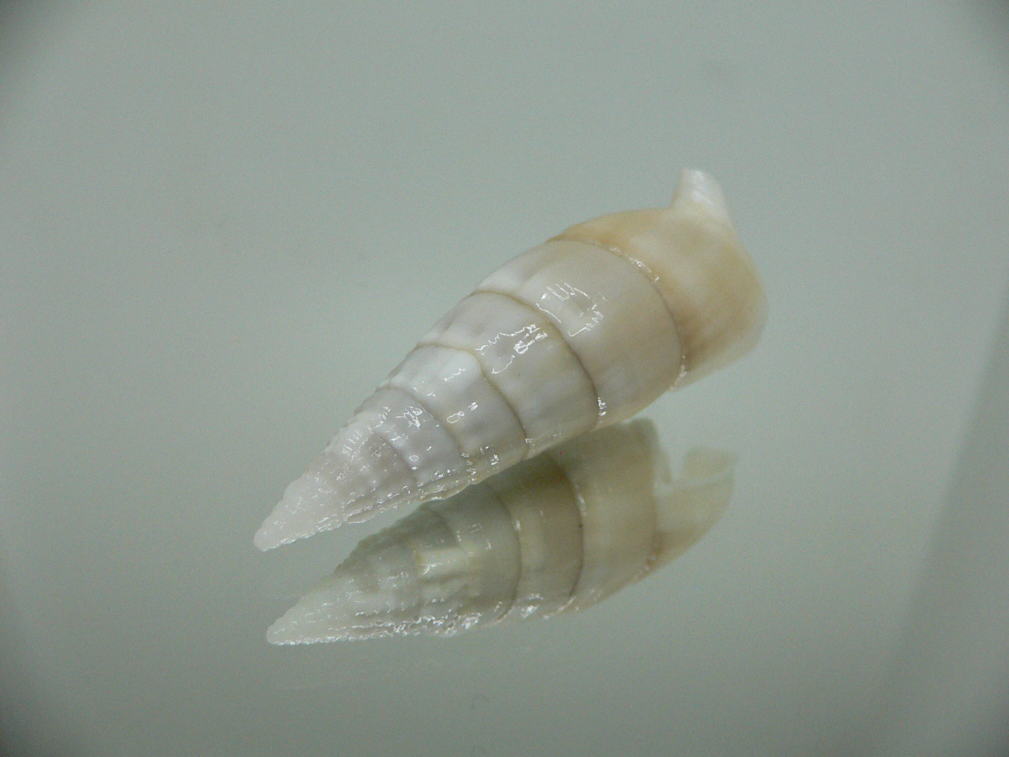 Rhinoclavis vertagus 1