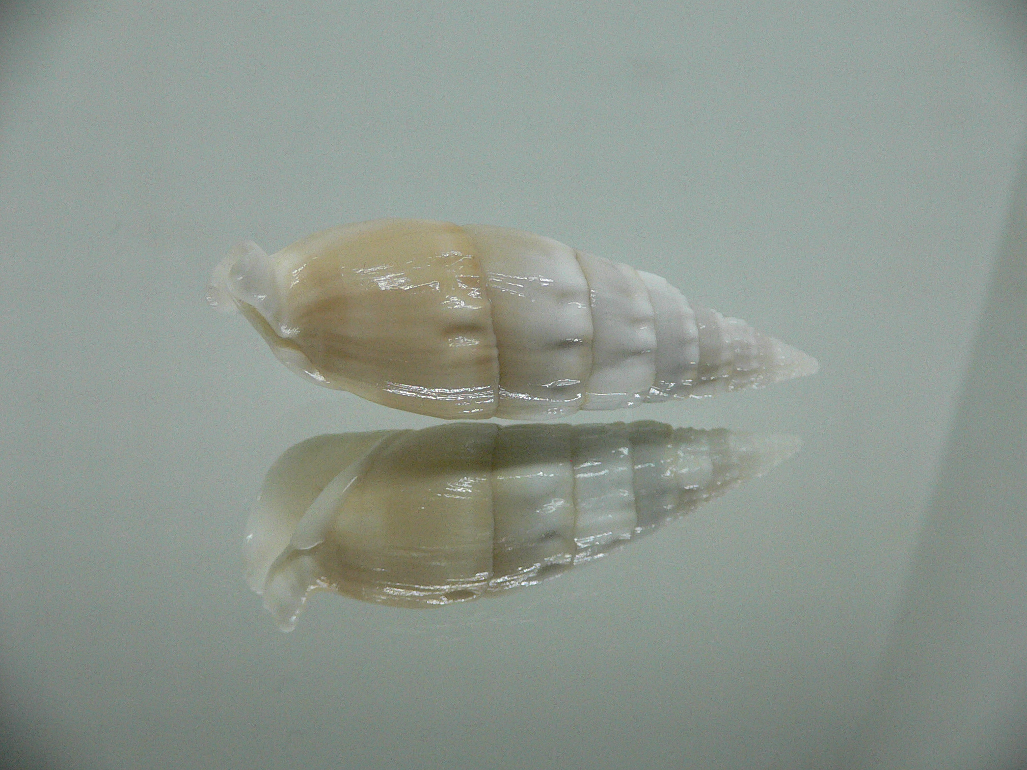 Rhinoclavis vertagus 1