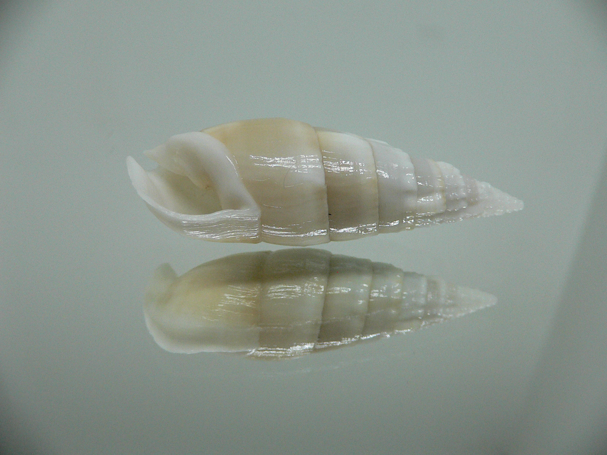 Rhinoclavis vertagus 1