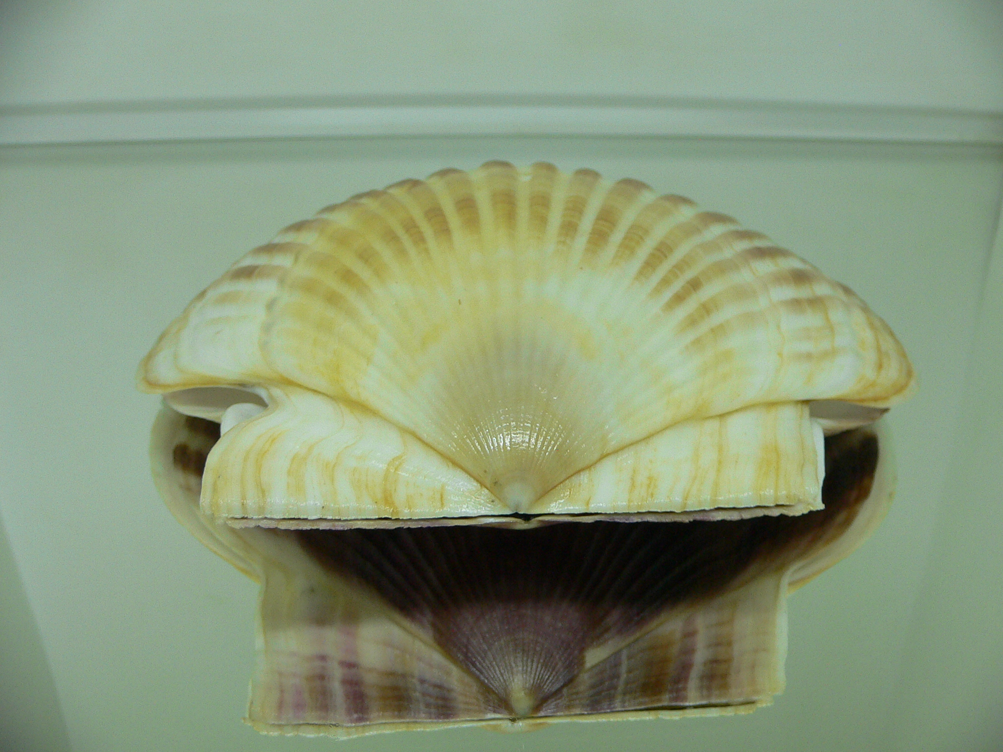 Patinopecten yessoensis SUPER BEAUTIFUL & COLOR