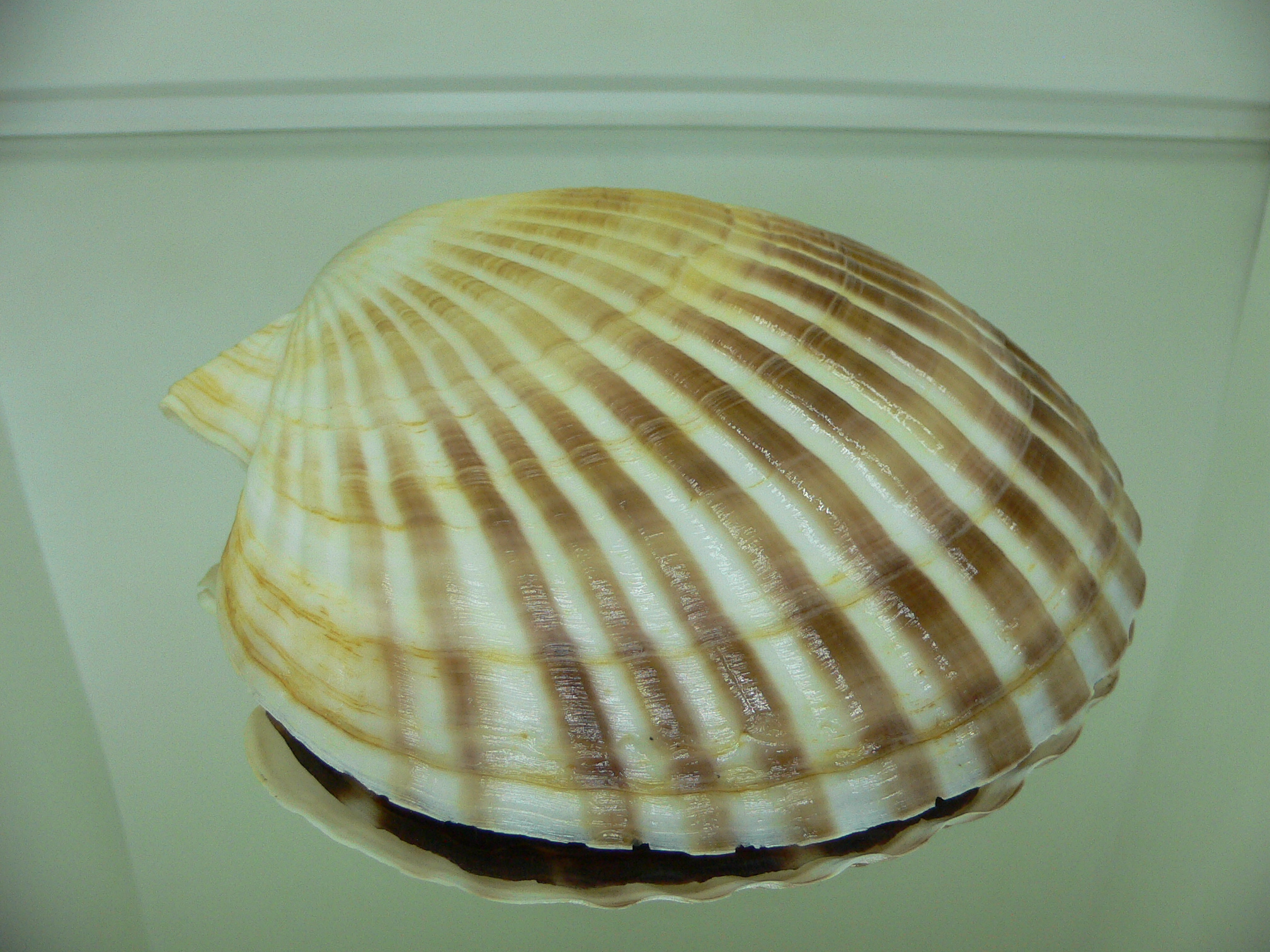 Patinopecten yessoensis SUPER BEAUTIFUL & COLOR