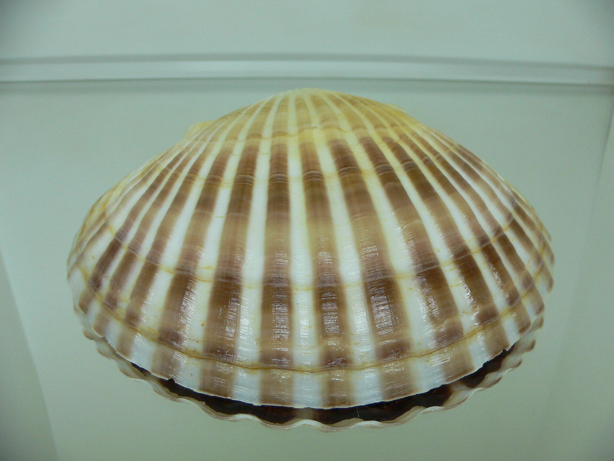 Patinopecten yessoensis SUPER BEAUTIFUL & COLOR