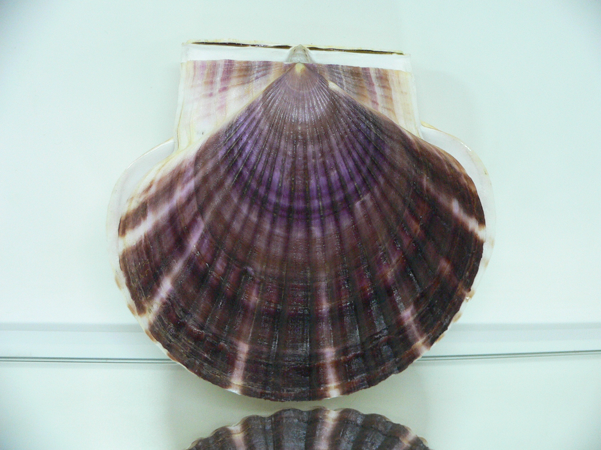 Patinopecten yessoensis SUPER BEAUTIFUL & COLOR