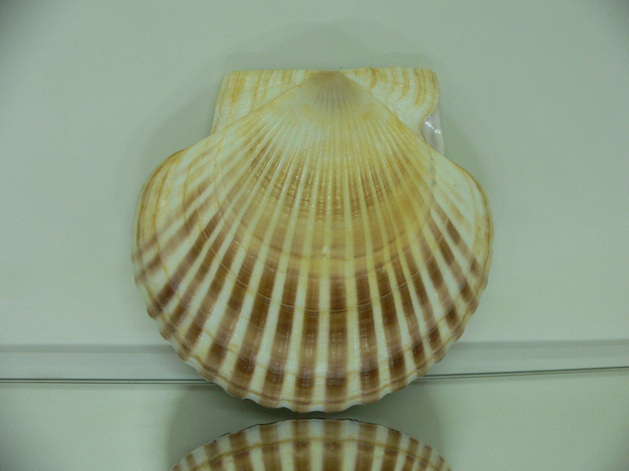 Patinopecten yessoensis SUPER BEAUTIFUL & COLOR