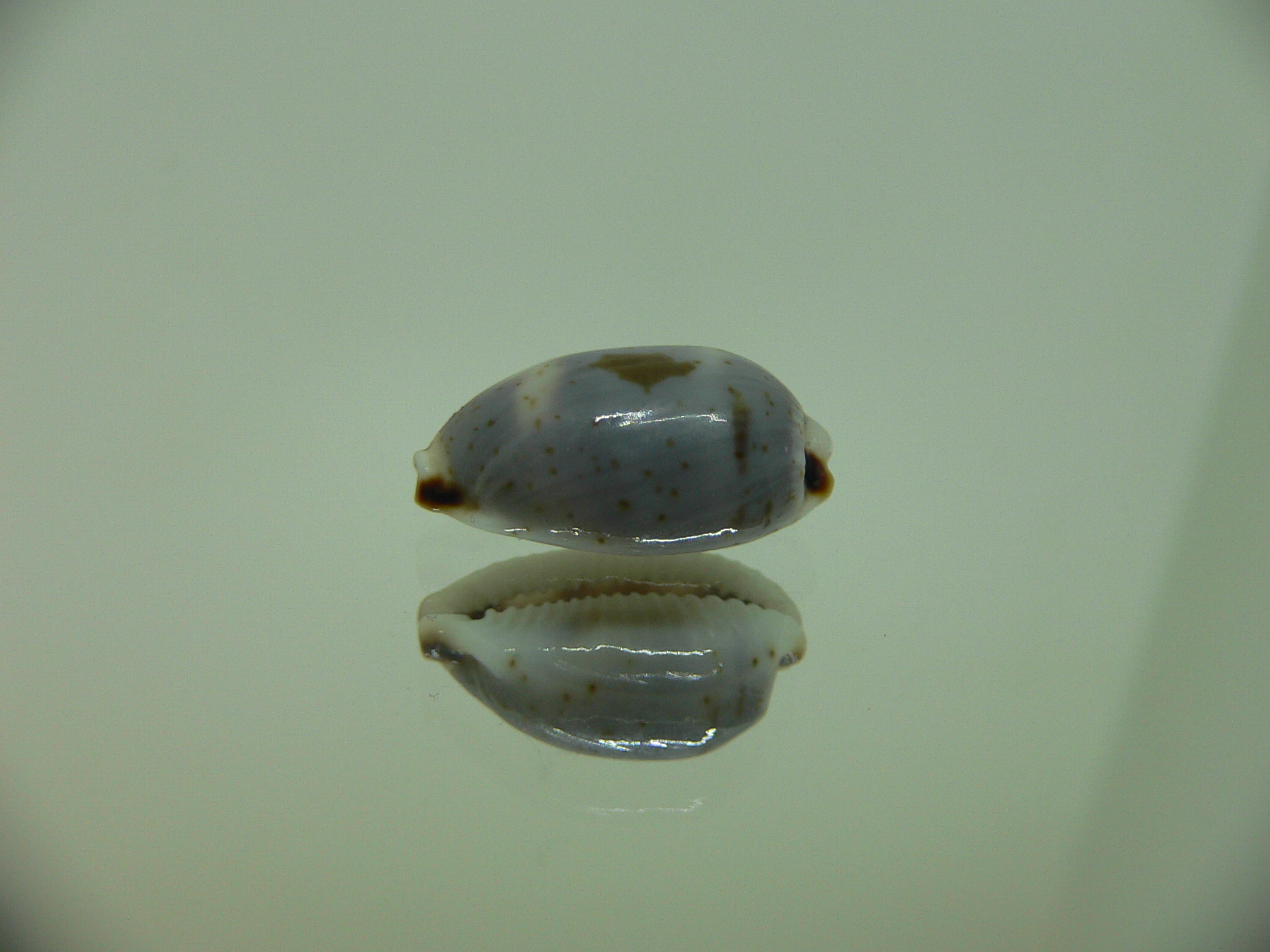 Cypraea hirundo francisca IDEAL & DARK