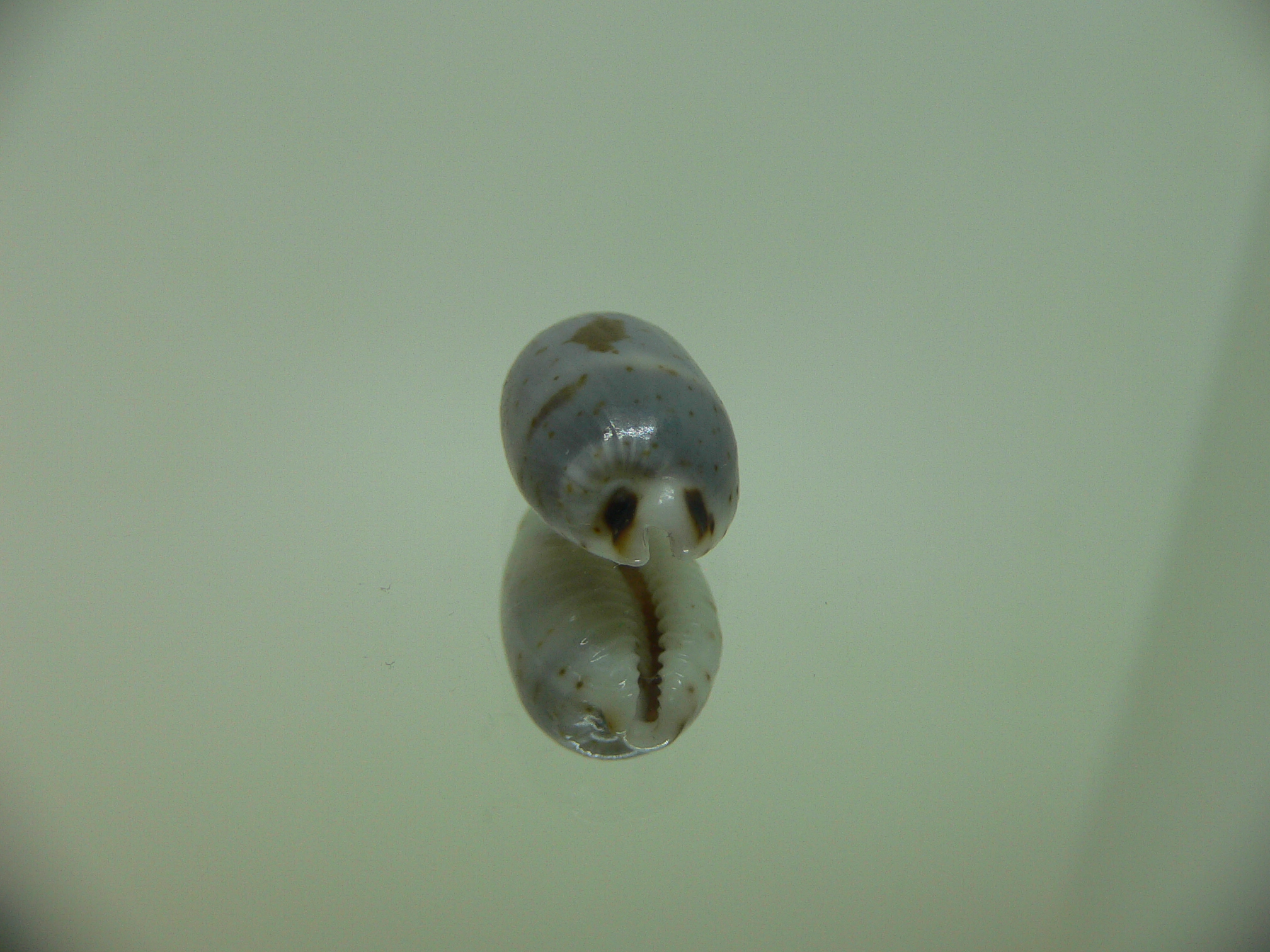 Cypraea hirundo francisca IDEAL & DARK