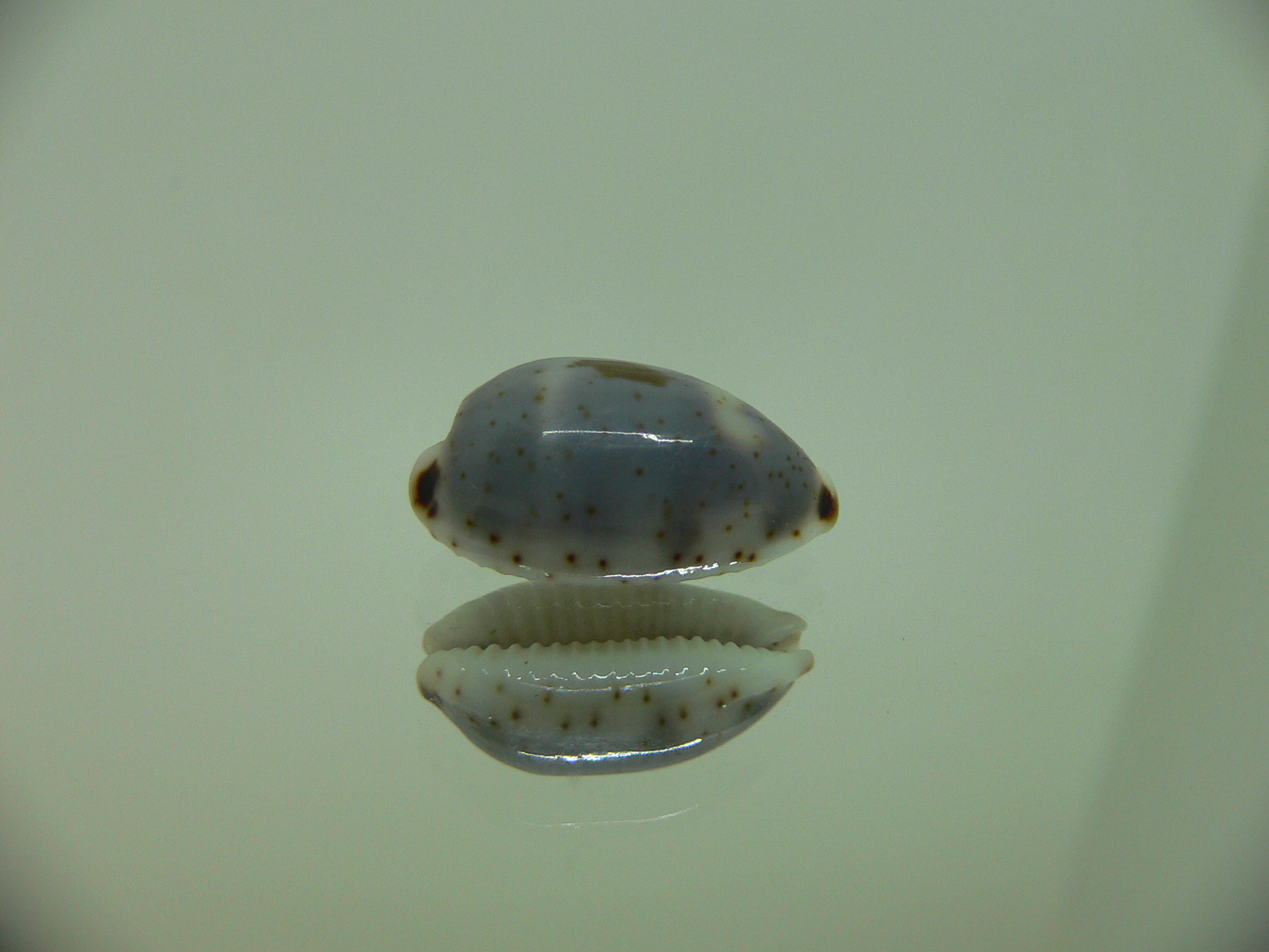 Cypraea hirundo francisca IDEAL & DARK