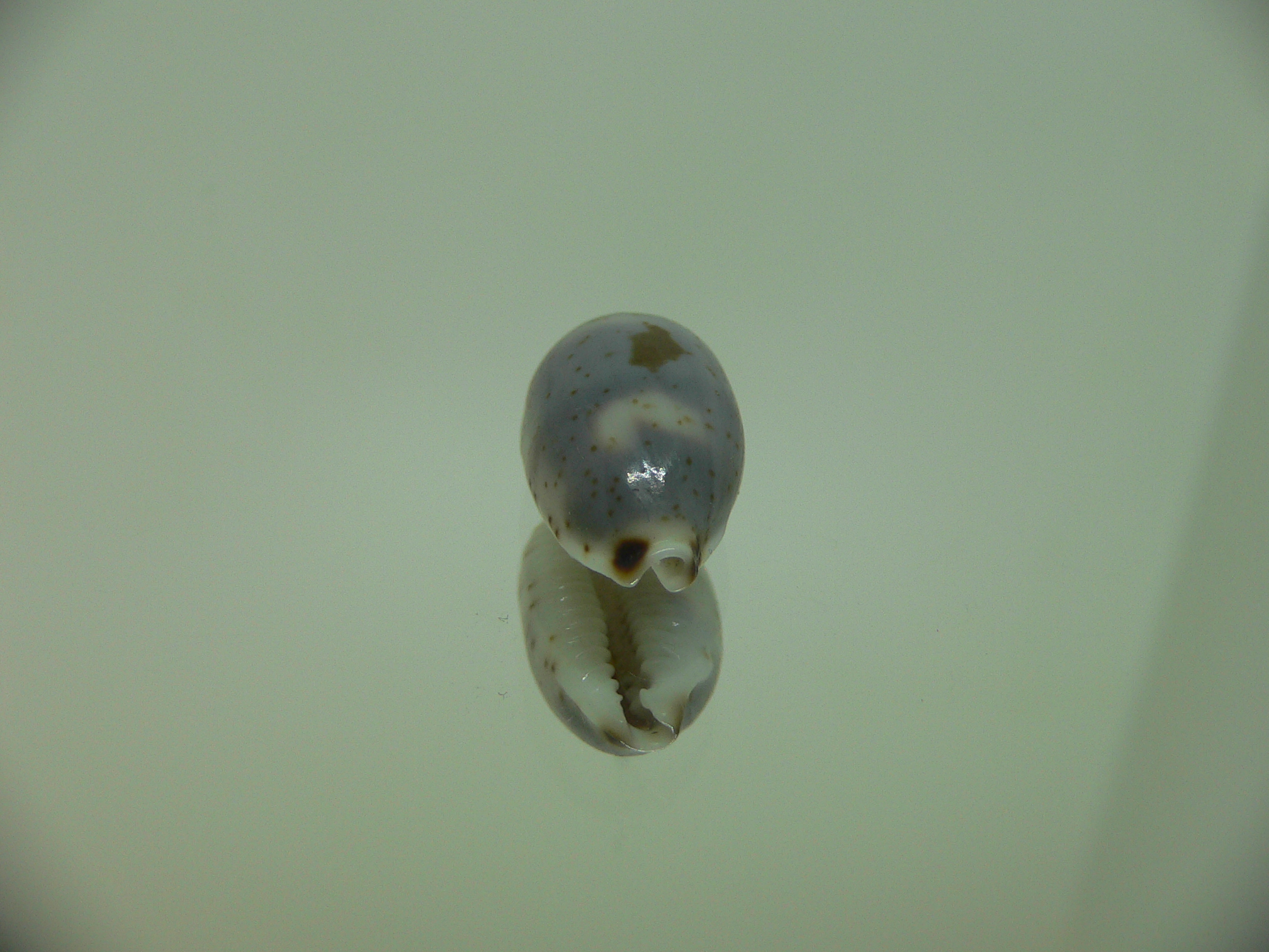 Cypraea hirundo francisca IDEAL & DARK
