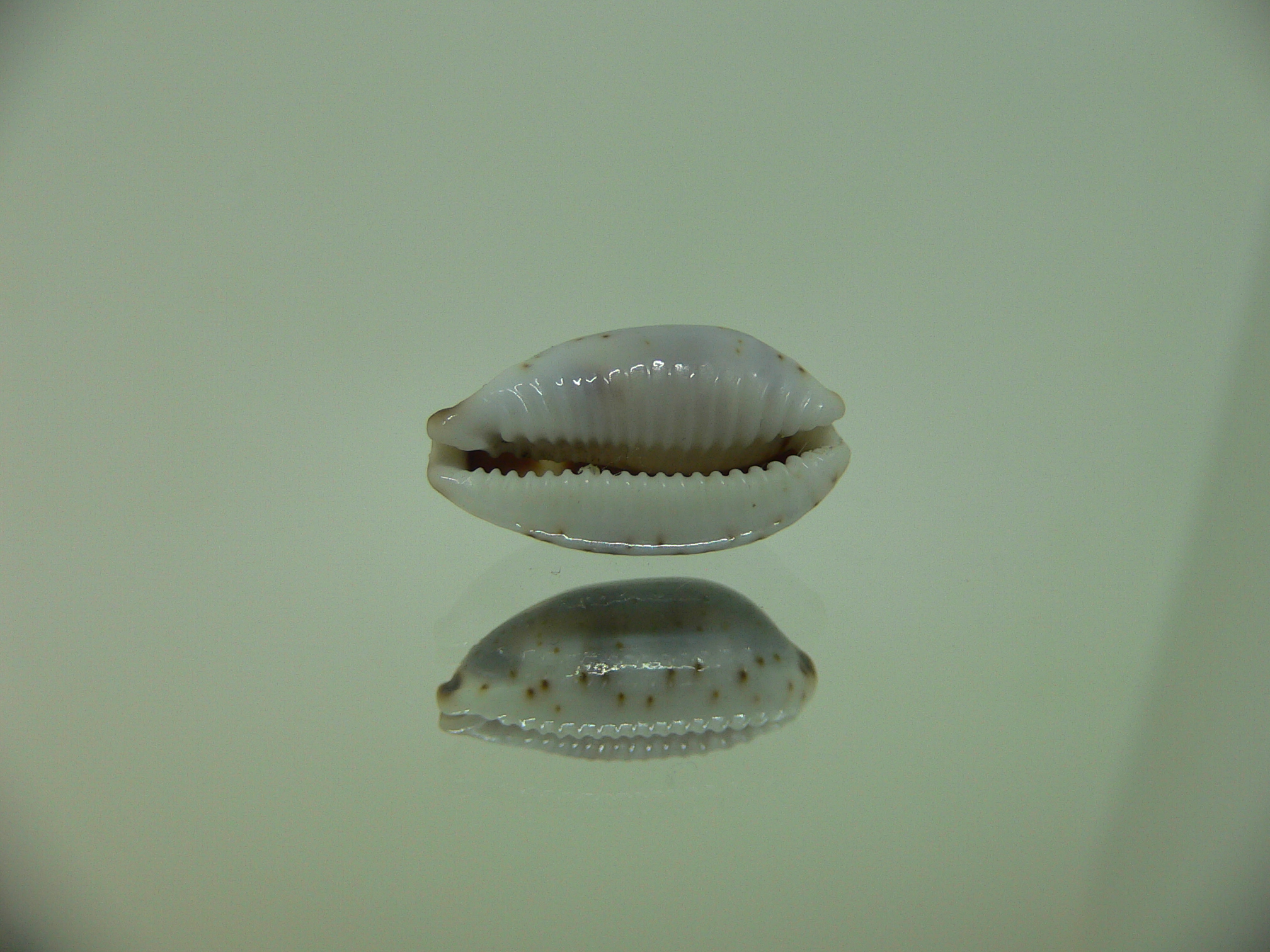 Cypraea hirundo francisca IDEAL & DARK