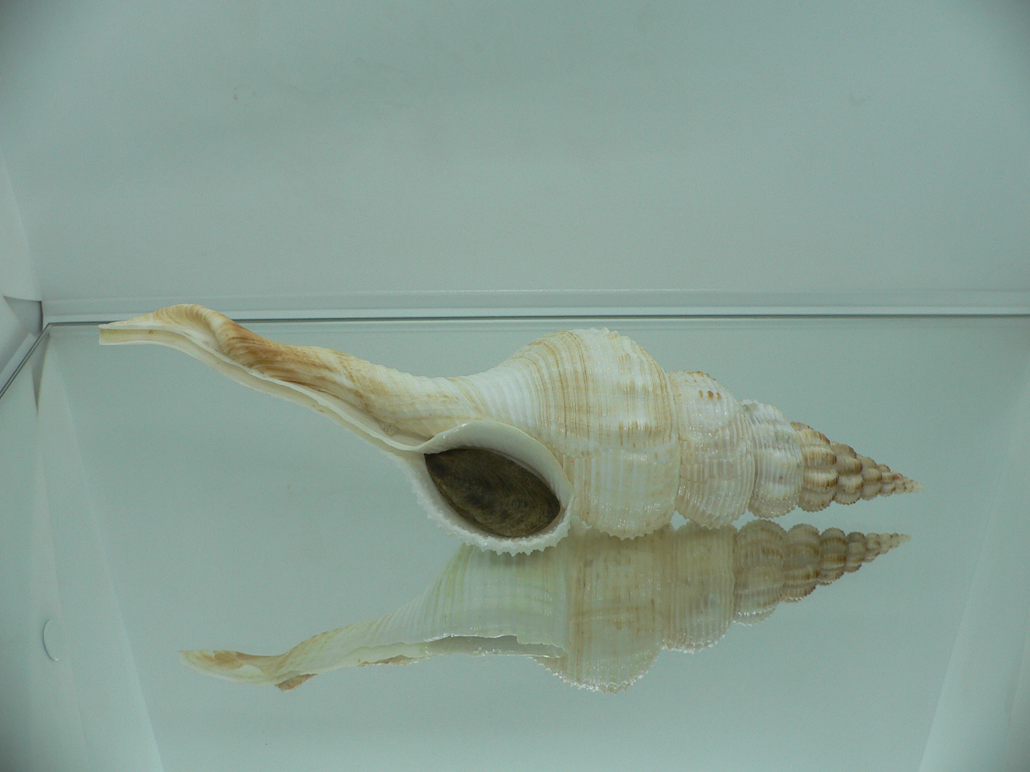 Fusinus salisburyi BIG & COLOR