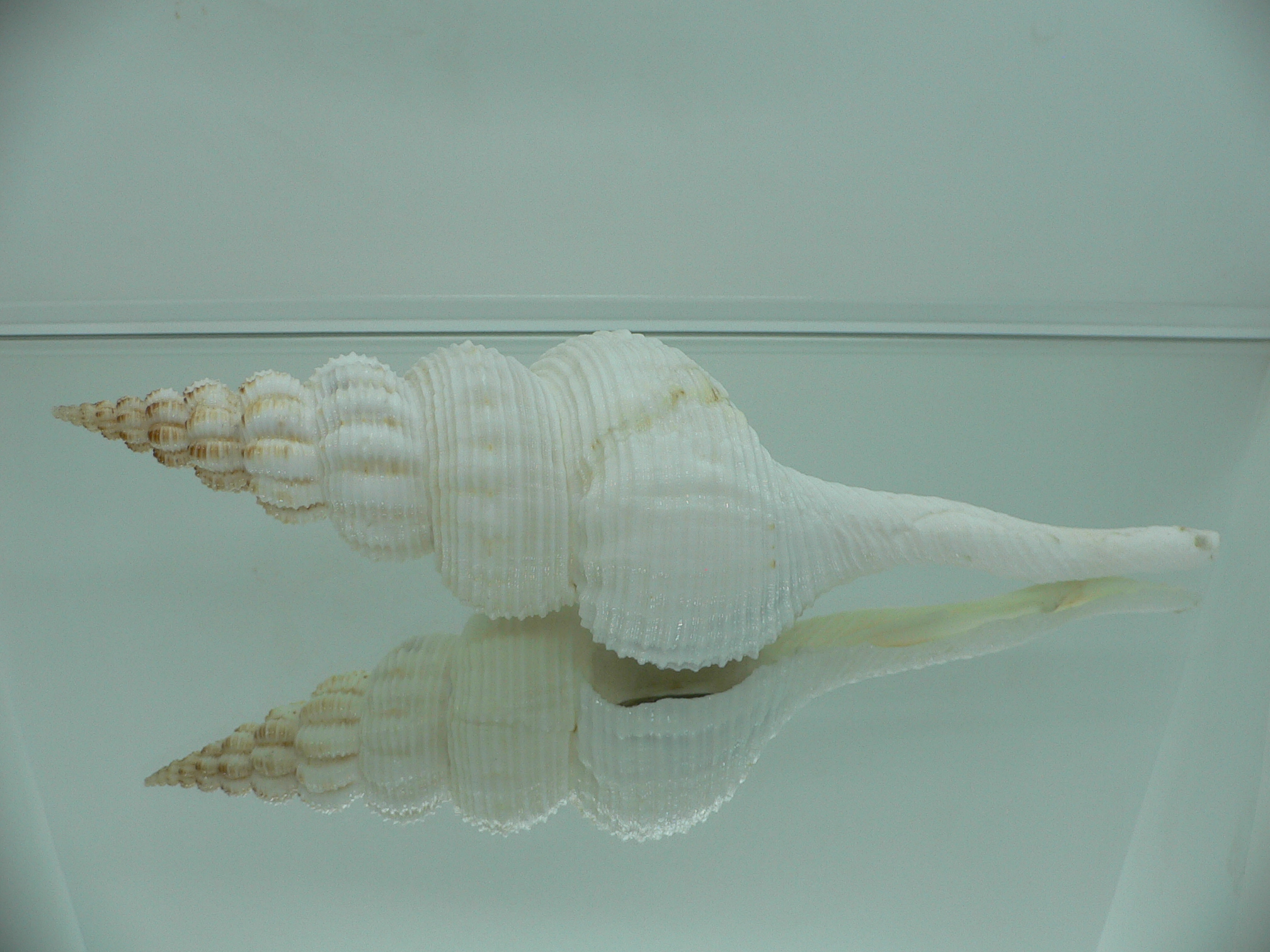 Fusinus salisburyi BIG & RELIEF