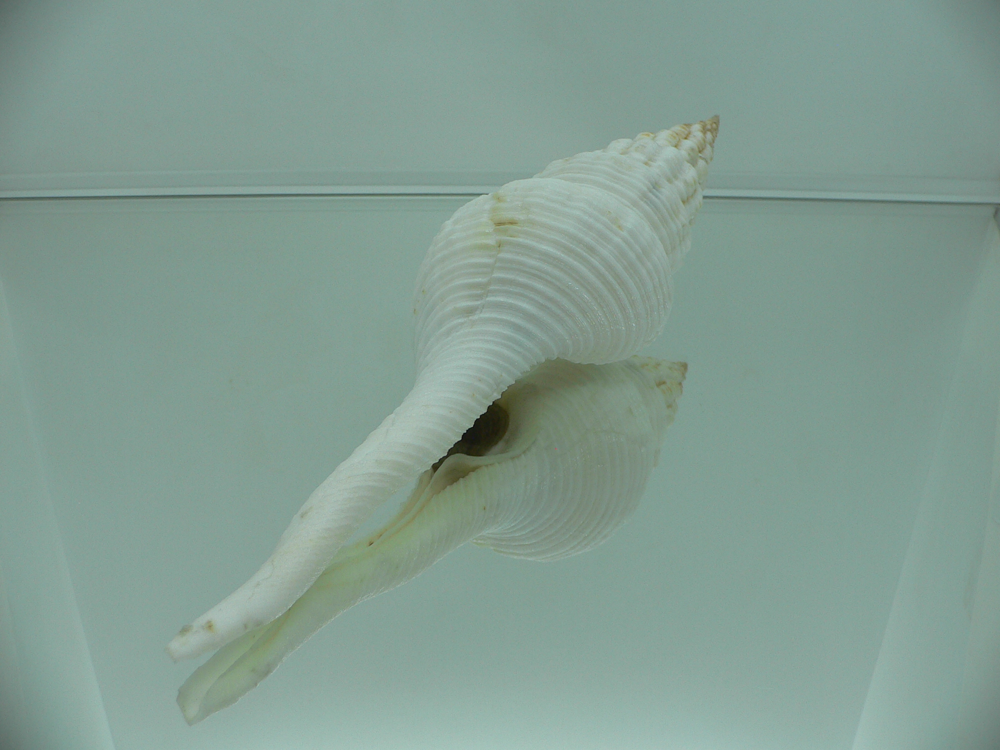 Fusinus salisburyi BIG & RELIEF