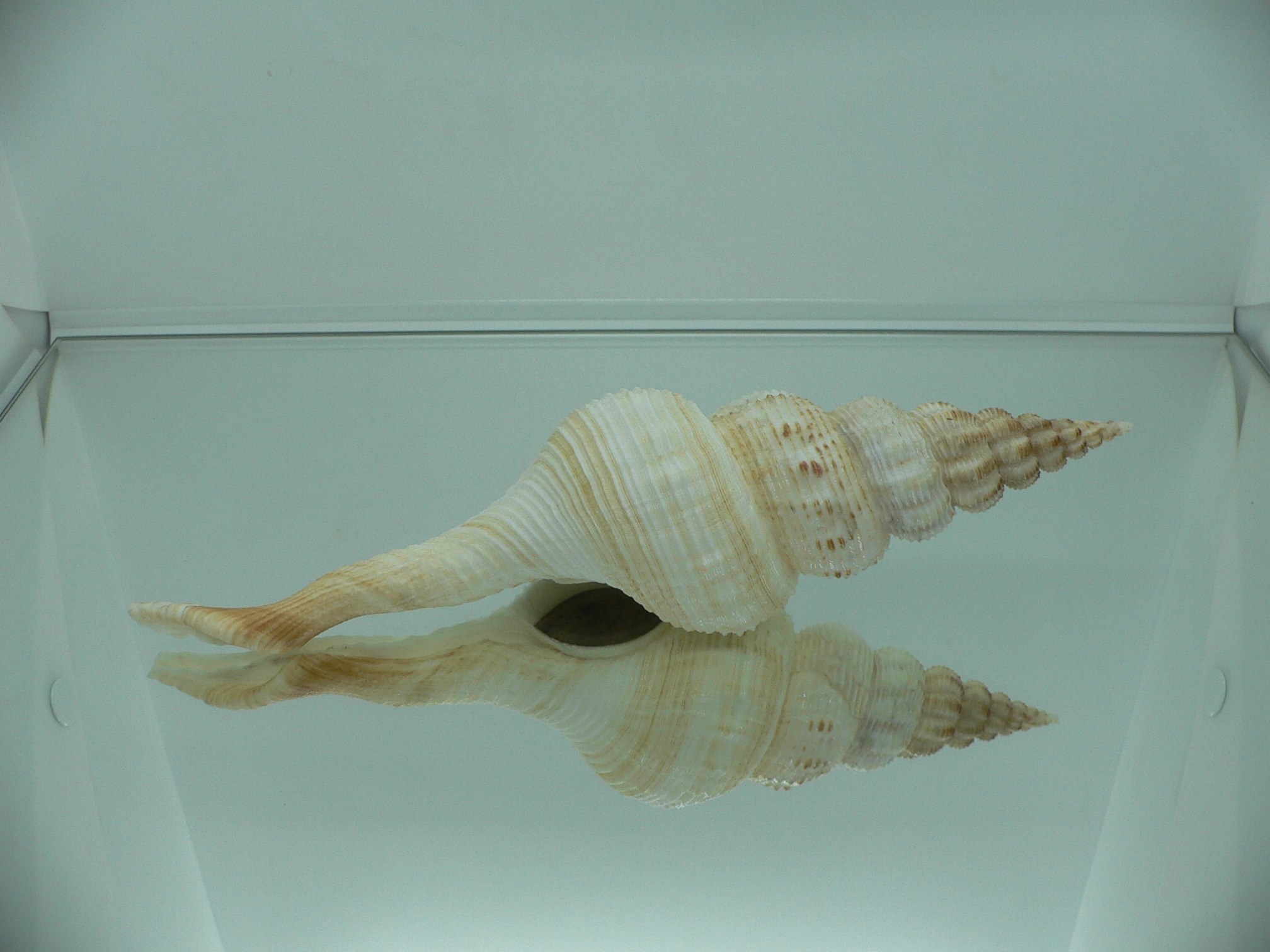 Fusinus salisburyi BIG & COLOR