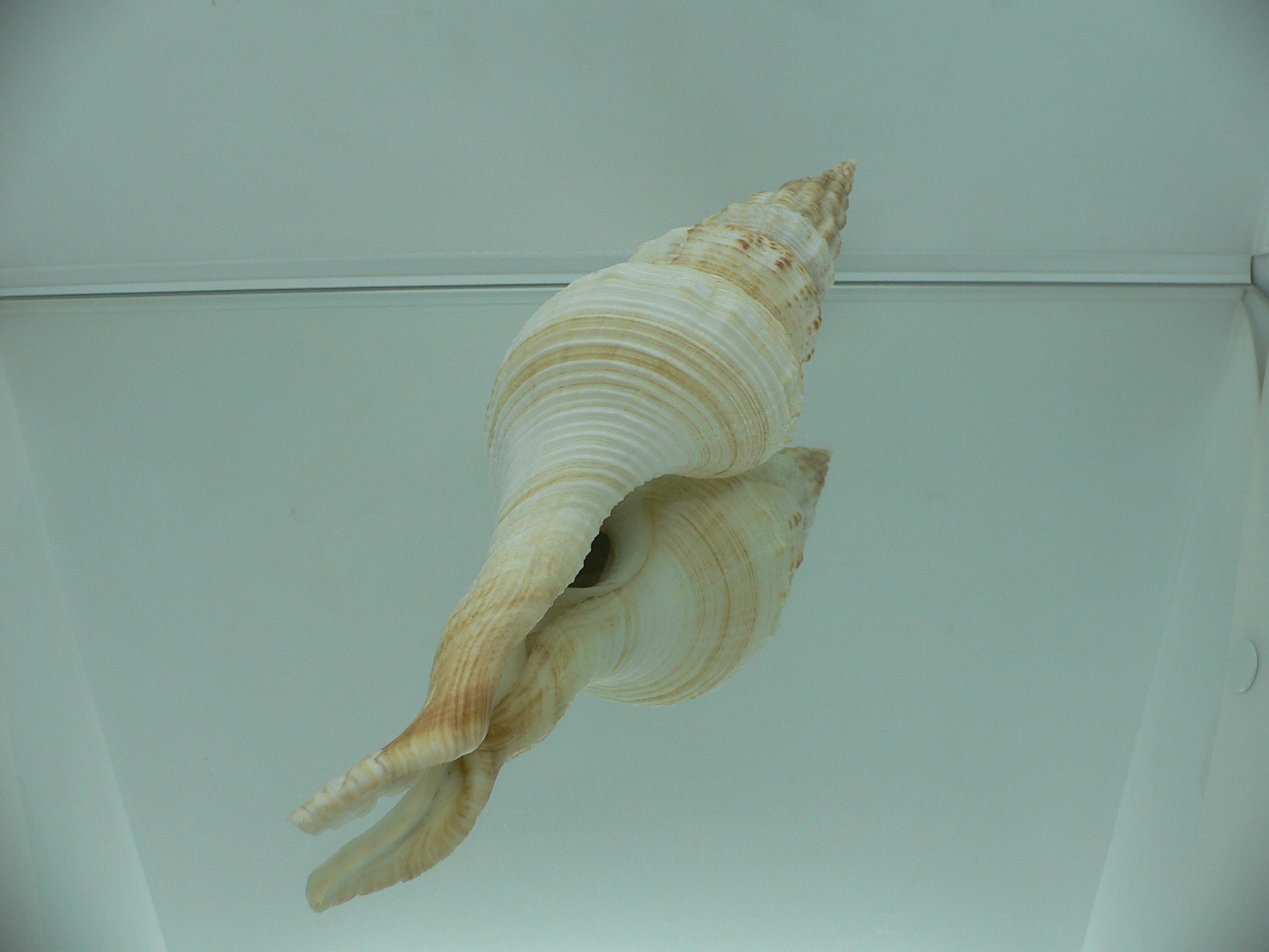 Fusinus salisburyi BIG & COLOR