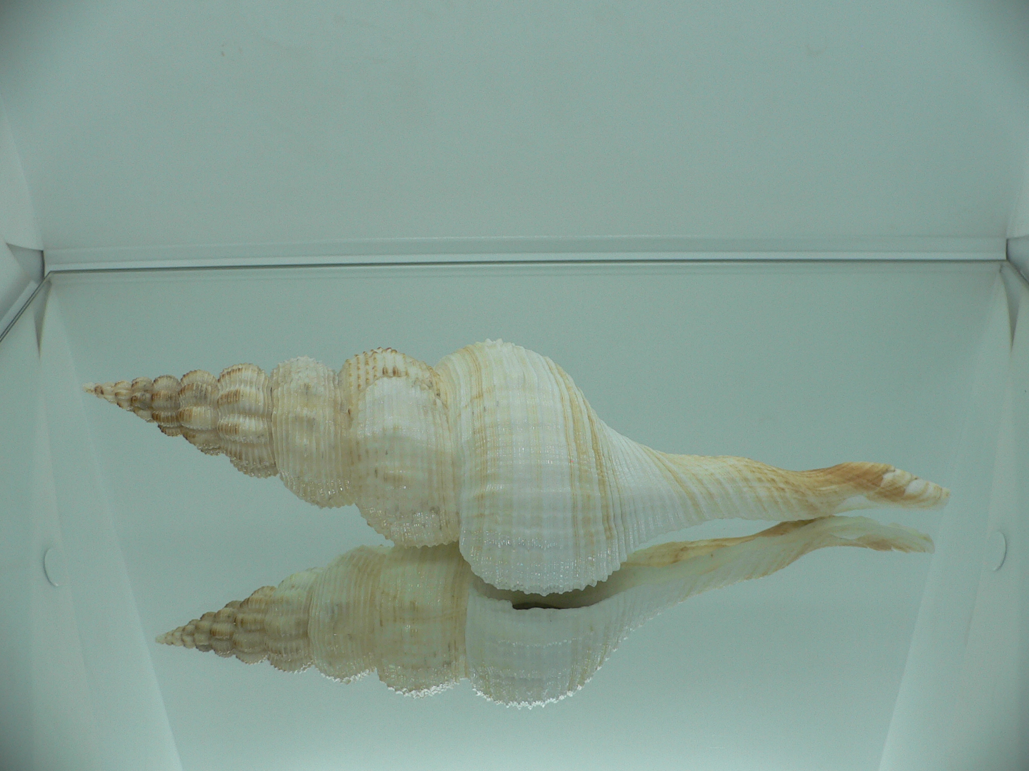 Fusinus salisburyi BIG & COLOR