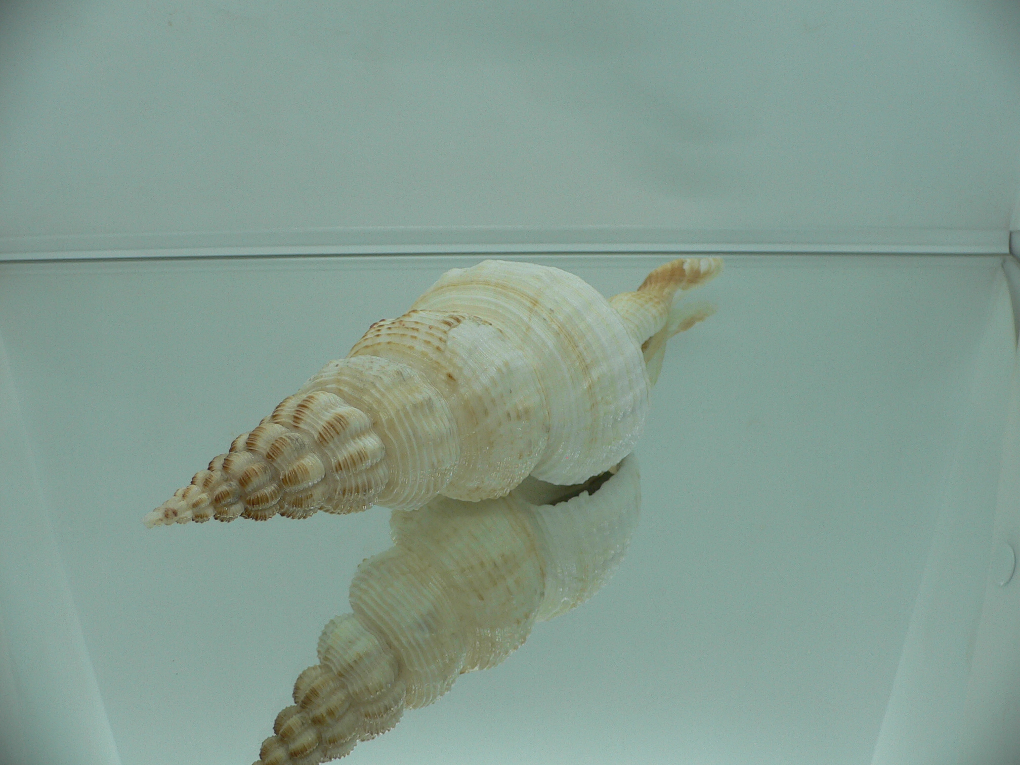 Fusinus salisburyi BIG & COLOR