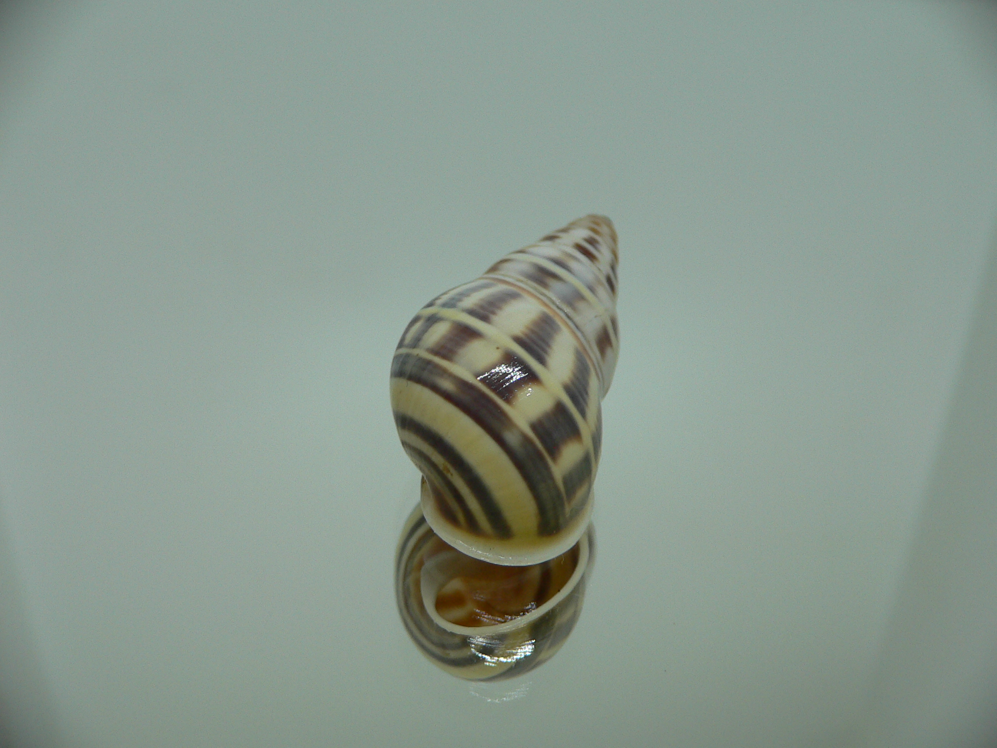 Amphidromus contrarius baaquiae IDEAL & COLOR