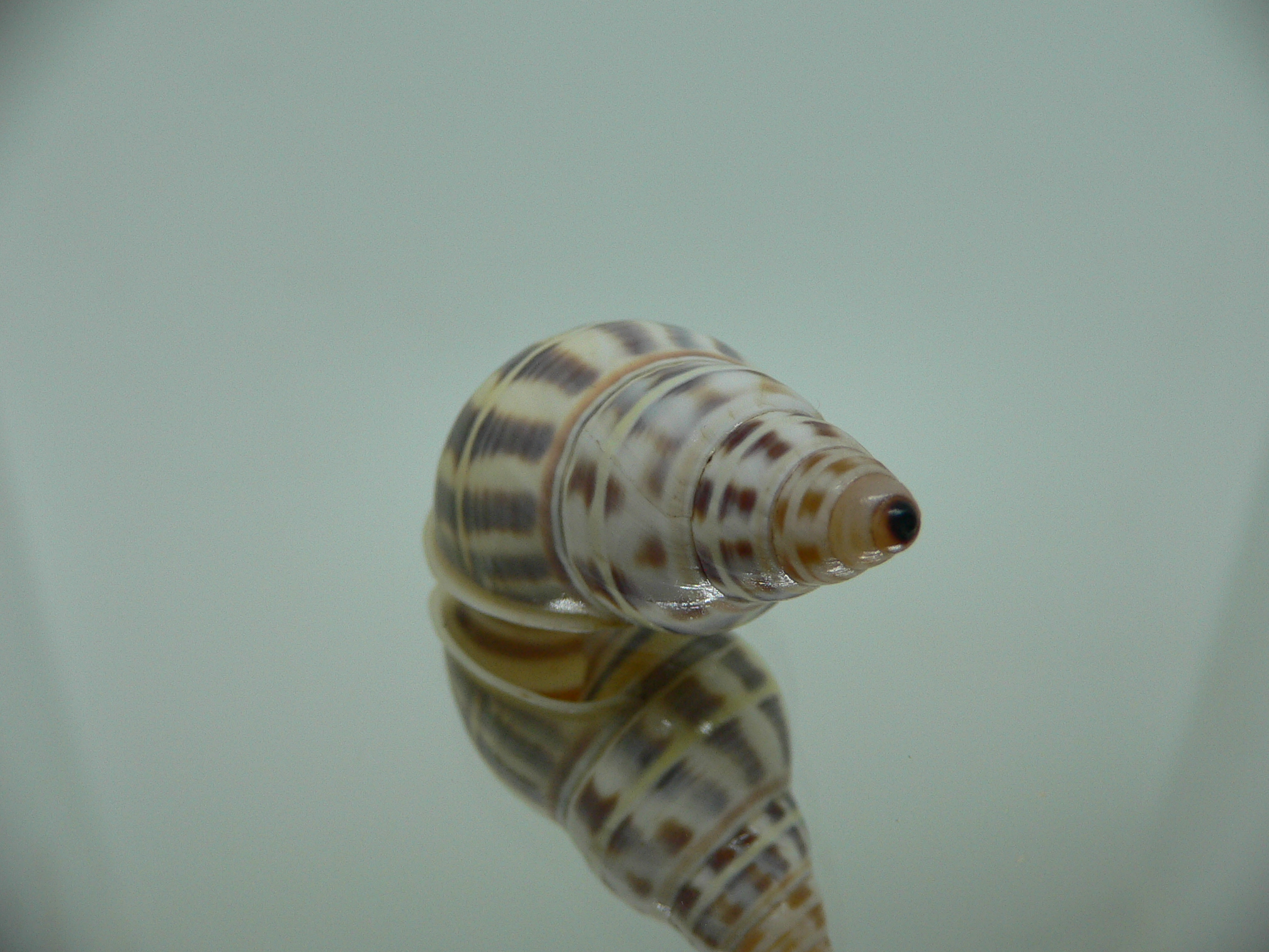 Amphidromus contrarius baaquiae IDEAL & COLOR