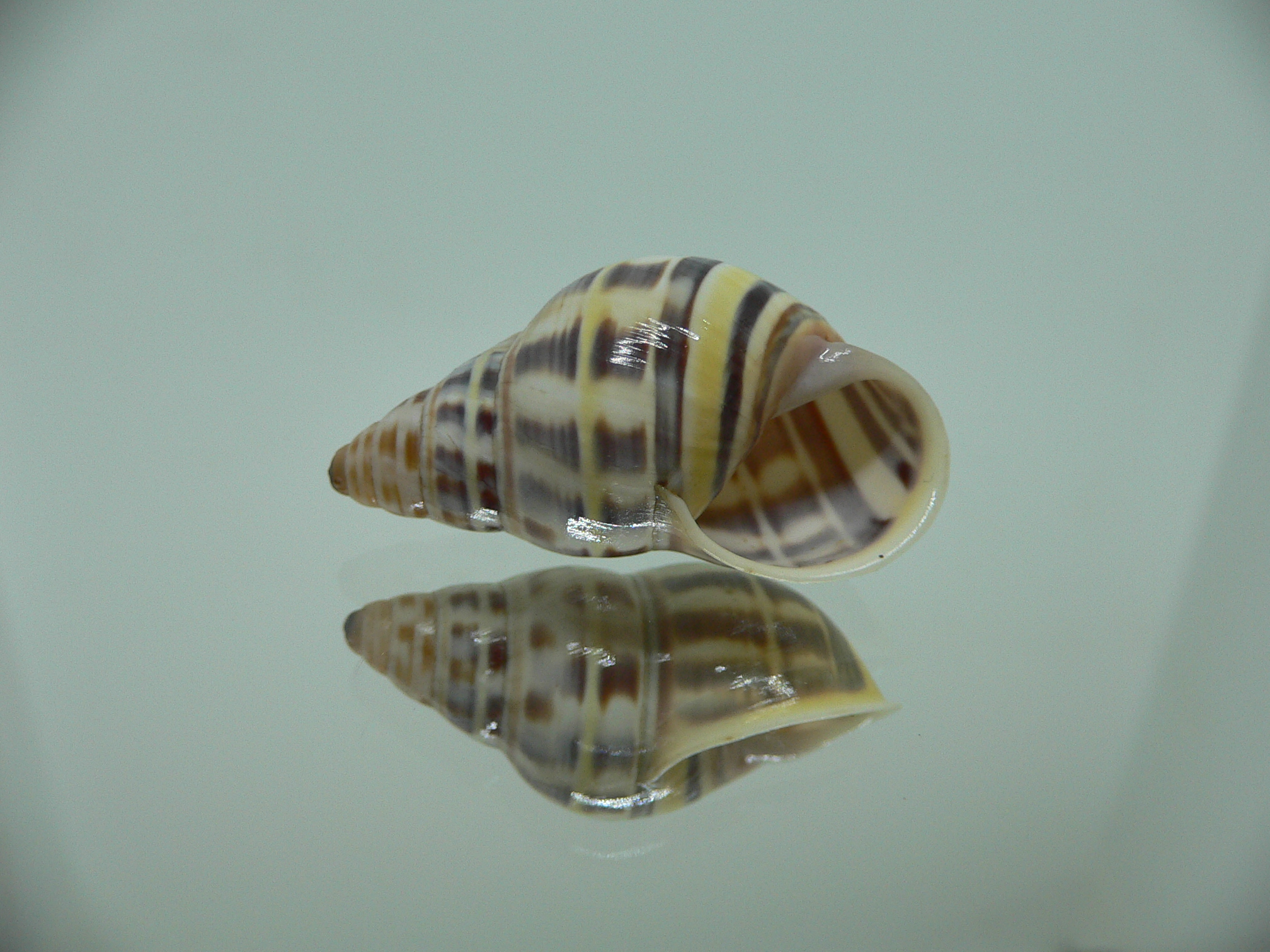 Amphidromus contrarius baaquiae IDEAL & COLOR