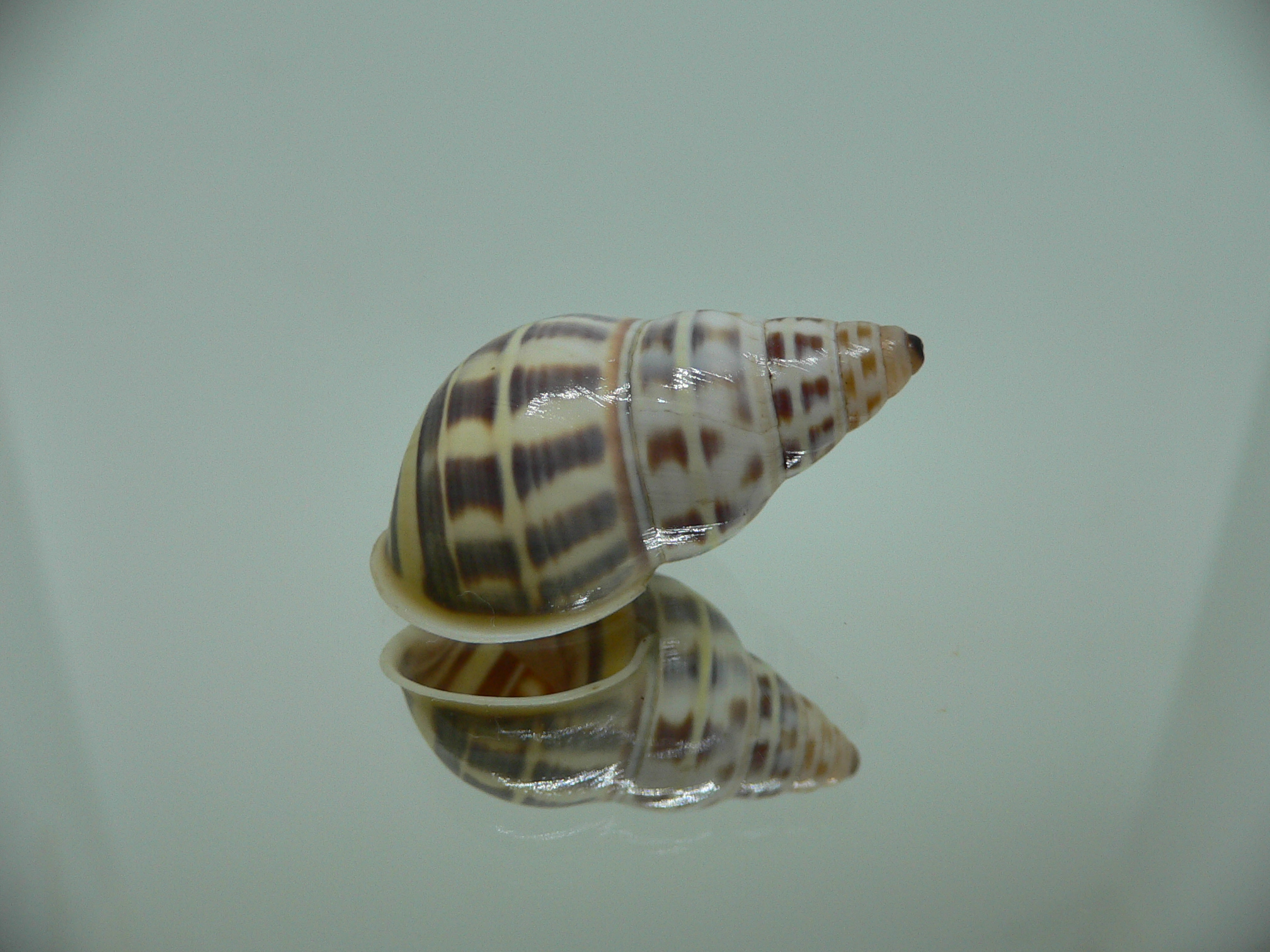 Amphidromus contrarius baaquiae IDEAL & COLOR